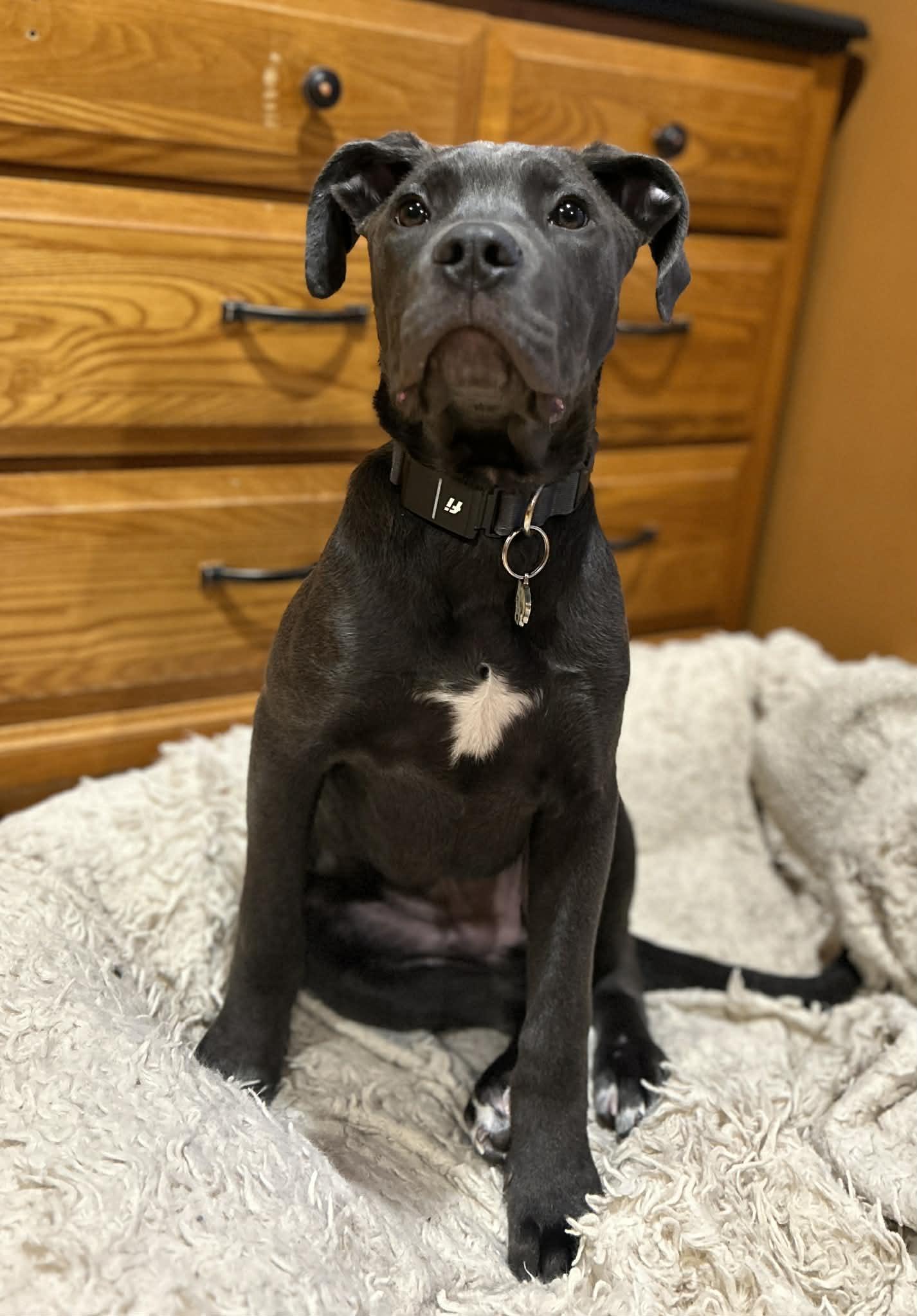 Enlarge Tiny, a ADOPTABLE mixed breed in Brunswick, ME image 6/6