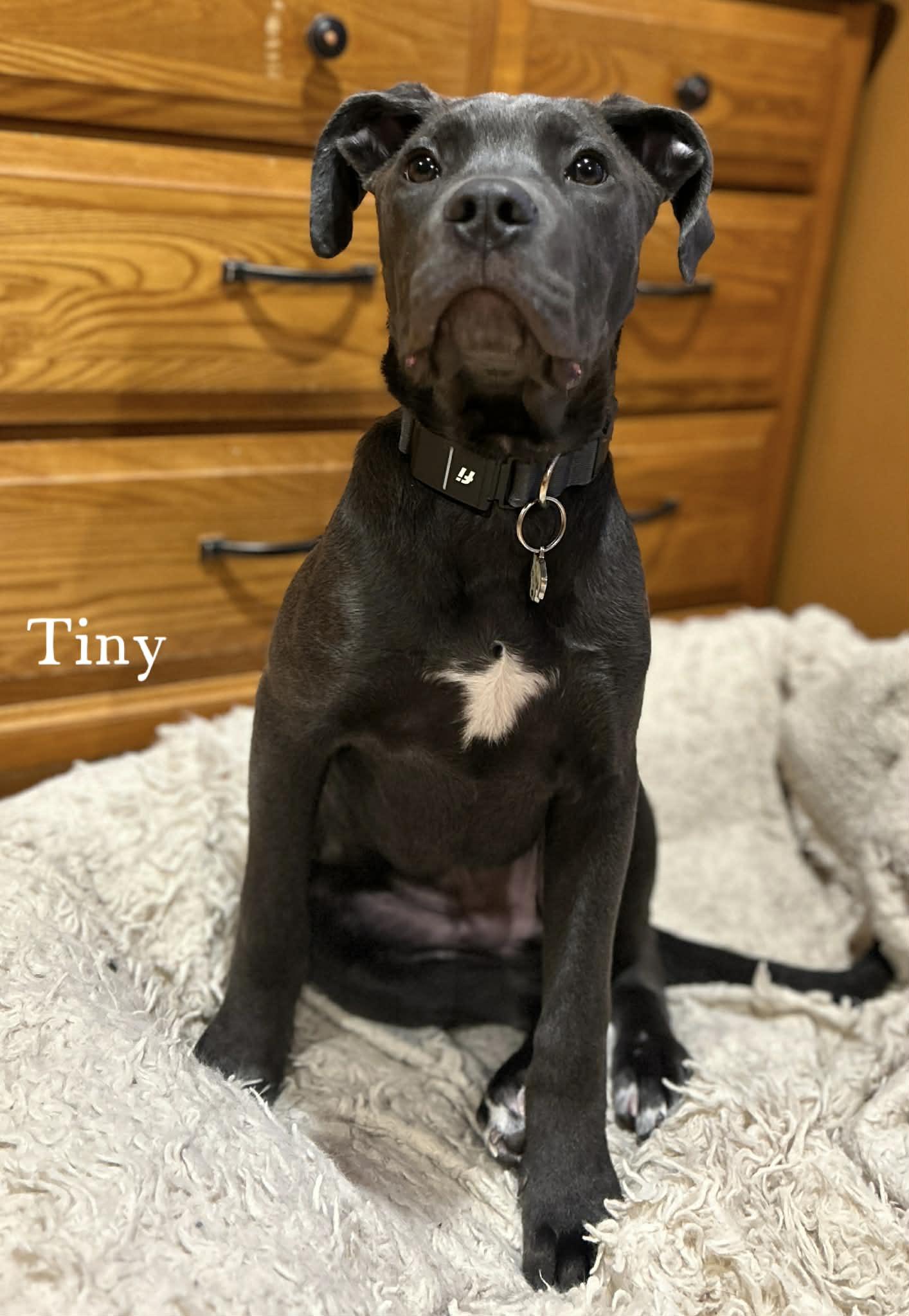 Enlarge Tiny, a ADOPTABLE mixed breed in Brunswick, ME image 5/6