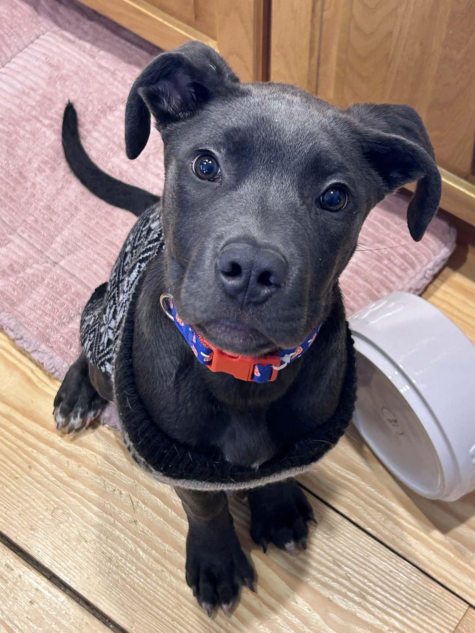 Enlarge Tiny, a ADOPTABLE mixed breed in Brunswick, ME image 3/3