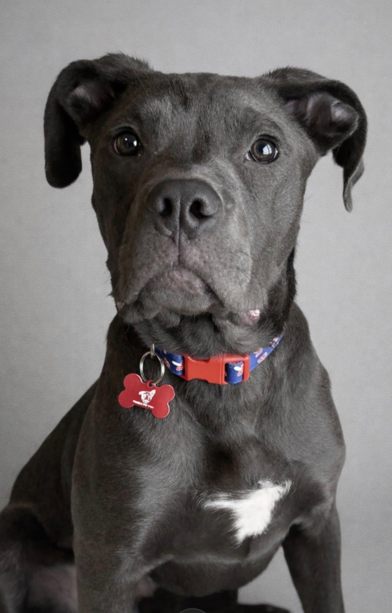 Enlarge Tiny, a ADOPTABLE mixed breed in Brunswick, ME image 3/6