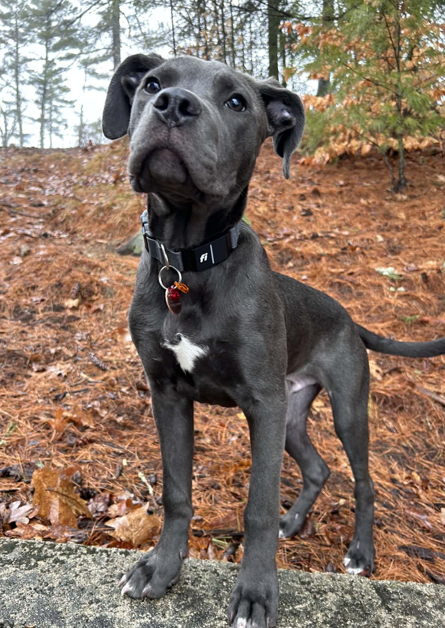 Enlarge Tiny, a ADOPTABLE mixed breed in Brunswick, ME image 3/6
