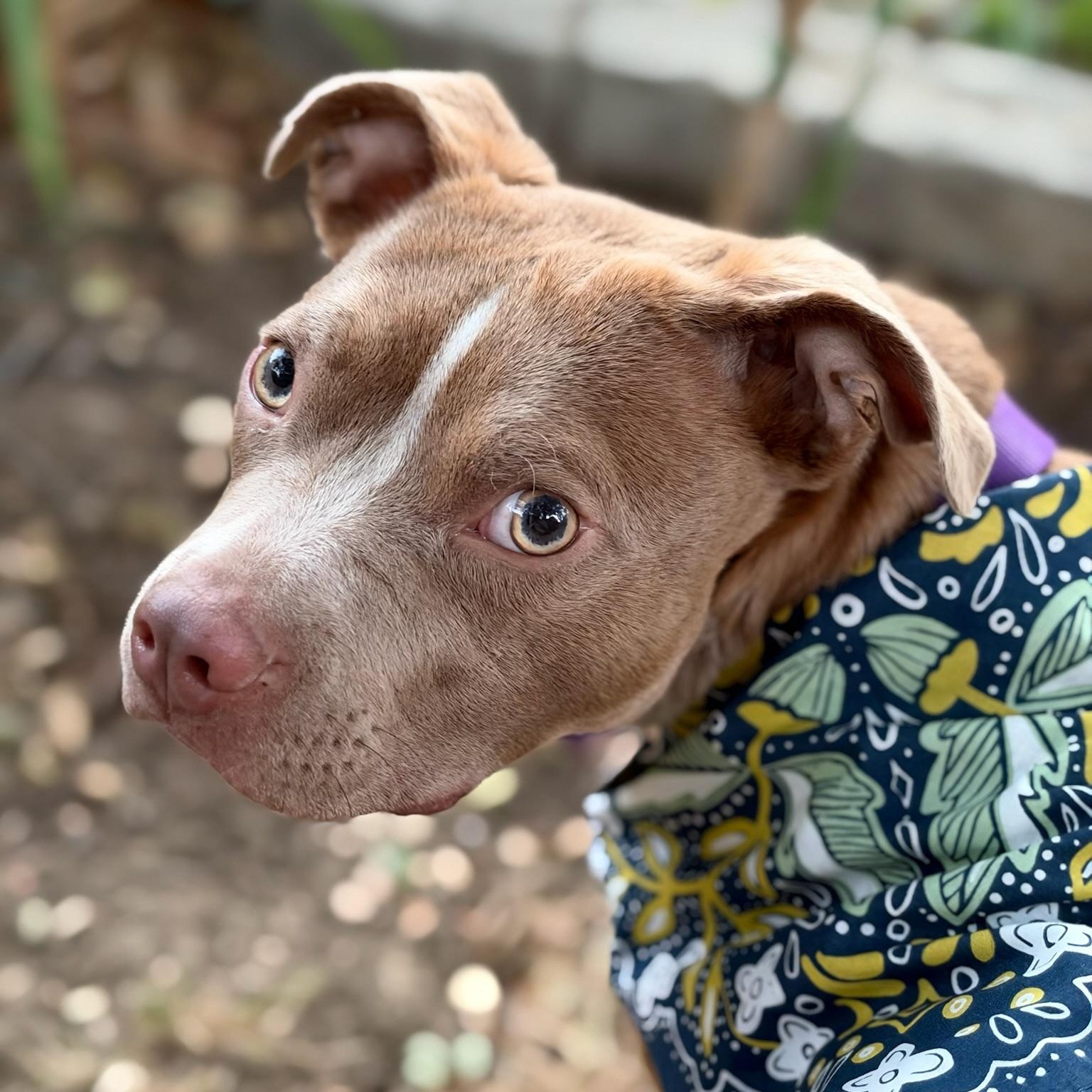 Enlarge Elektra, a Adoptable mixed breed in Sun Valley, CA image 6/6