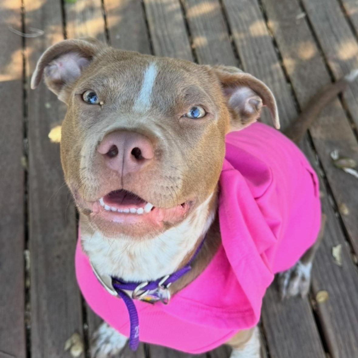 Enlarge Elektra, a Adoptable mixed breed in Sun Valley, CA image 5/6