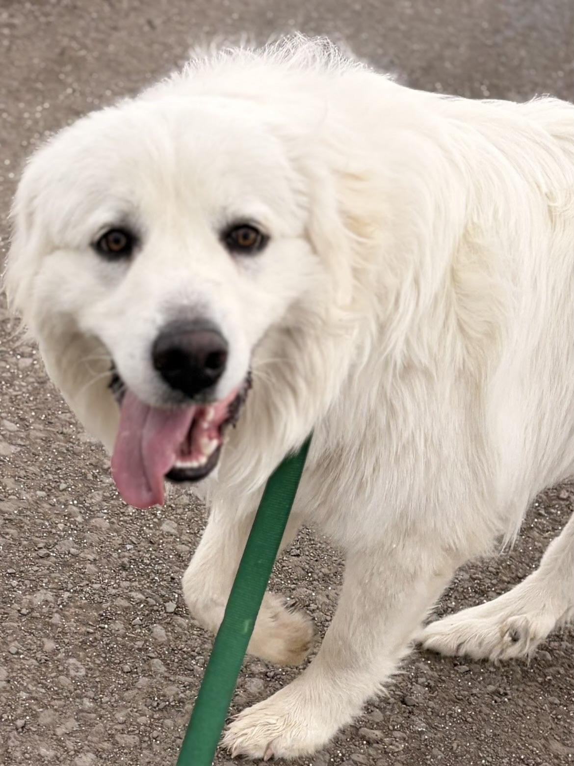 Wesson , adopted, Young Male Great Pyrenees.
