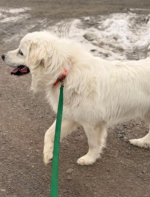 Enlarge Wesson , an adopted Great Pyrenees in Towanda, PA image 2/2