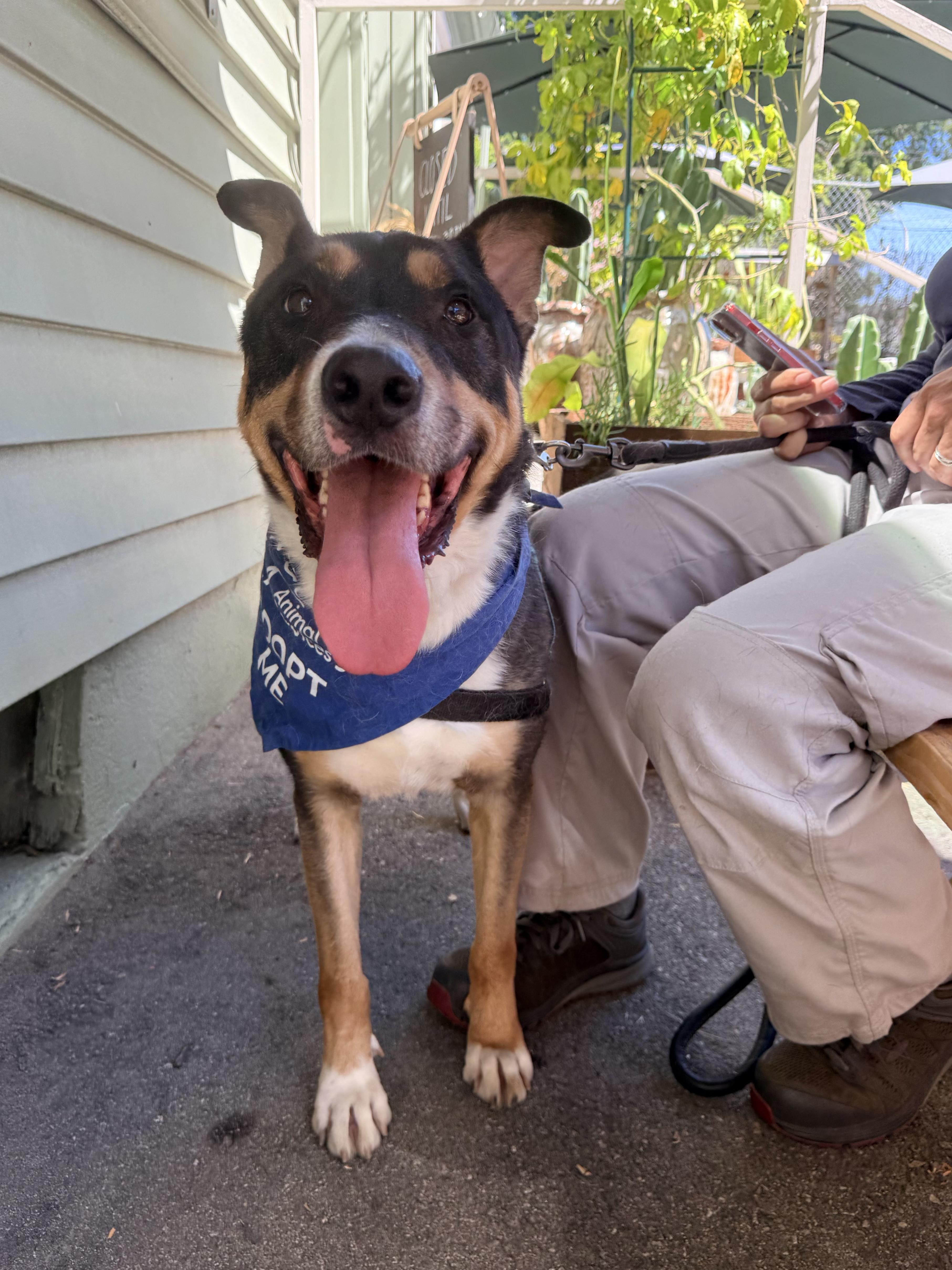 Enlarge Clark, a Adoptable mixed breed in Claremont , CA image 6/6