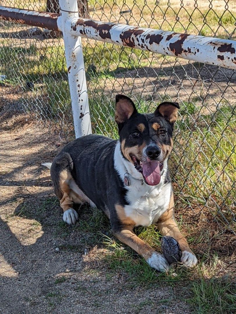 Clark, Adoptable, Adult Male American Bully & German Shepherd Dog.