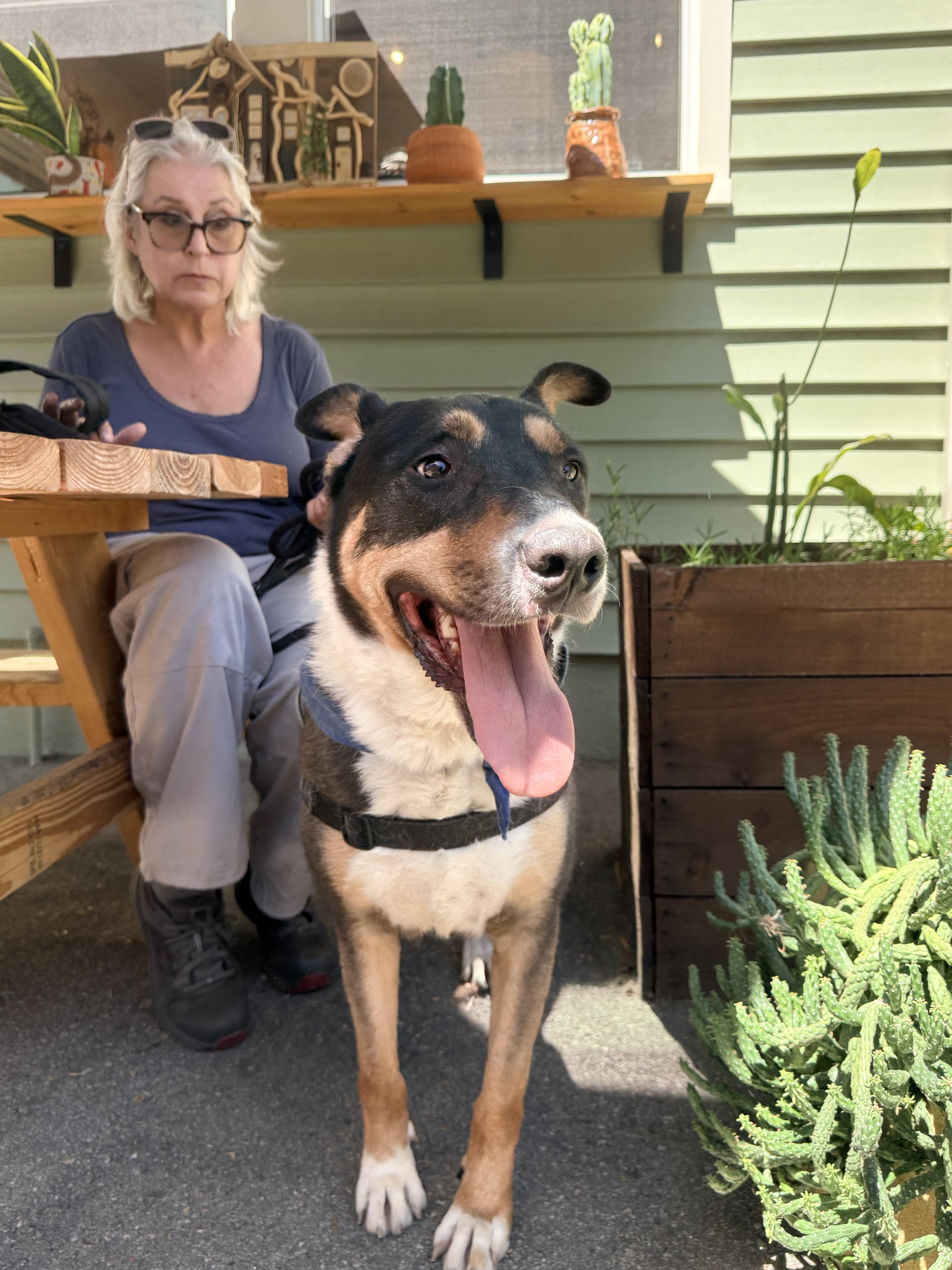 Enlarge Clark, a Adoptable mixed breed in Claremont , CA image 5/6