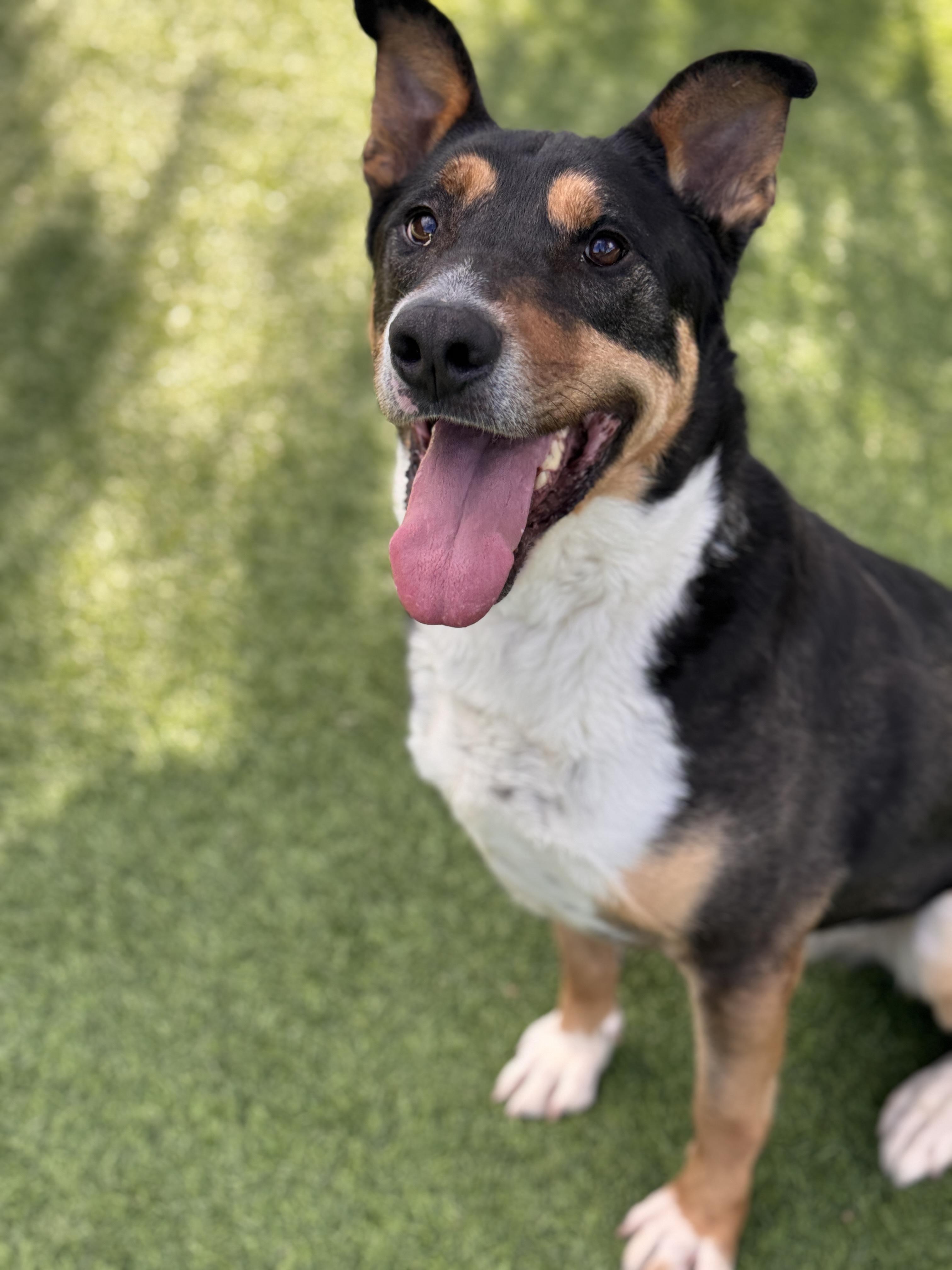 Enlarge Clark, a Adoptable mixed breed in Claremont , CA image 3/5