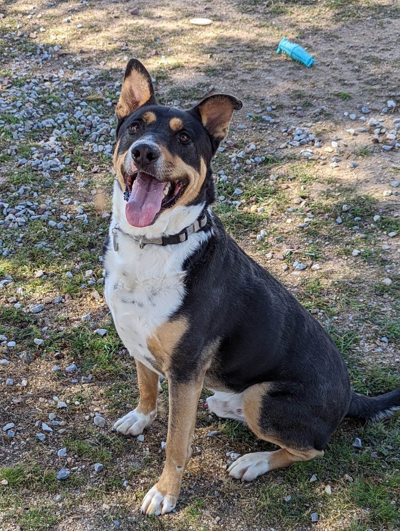Clark, Adoptable, Adult Male American Bully & German Shepherd Dog.