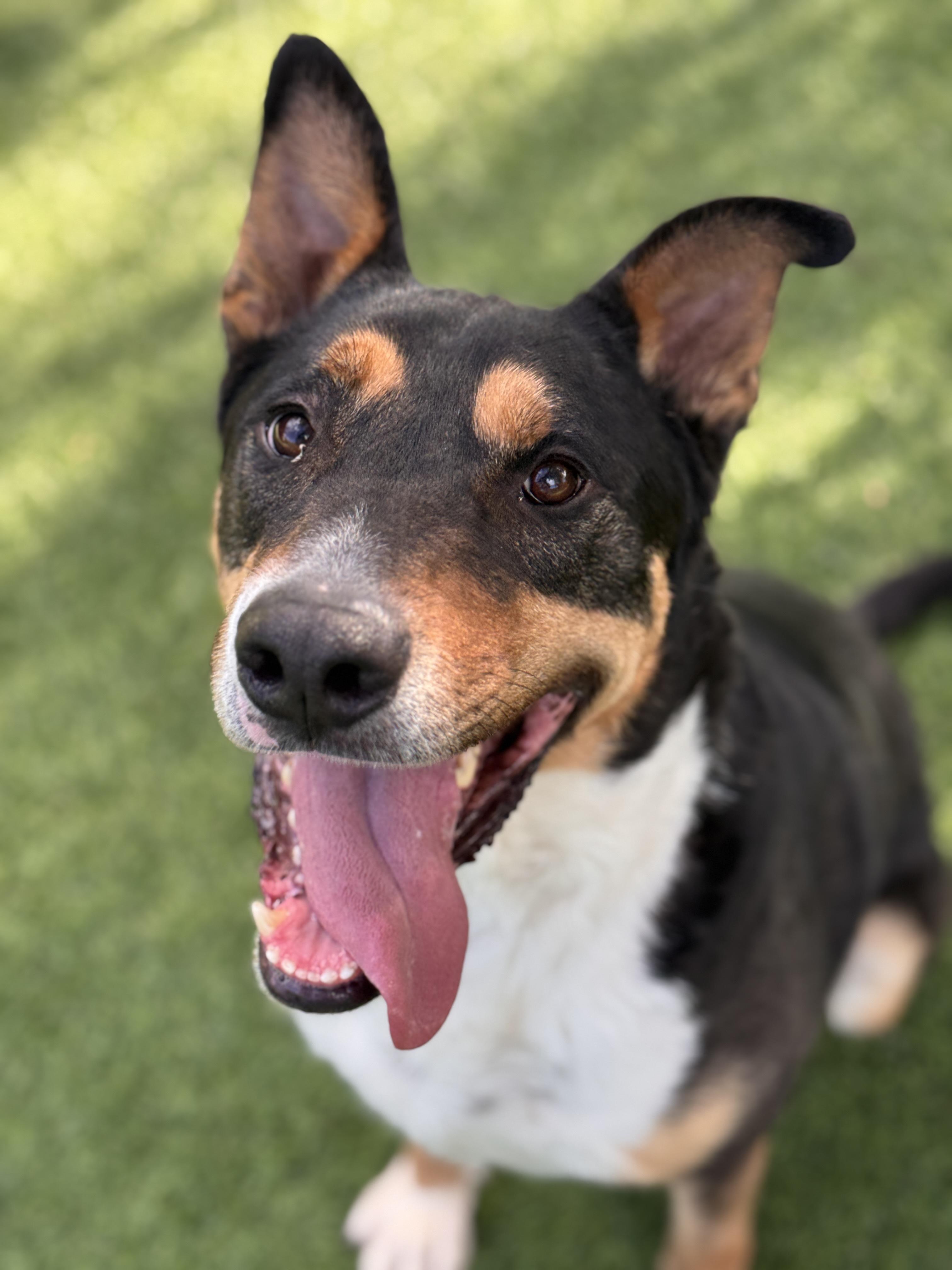 Enlarge Clark, a Adoptable mixed breed in Claremont , CA image 1/5