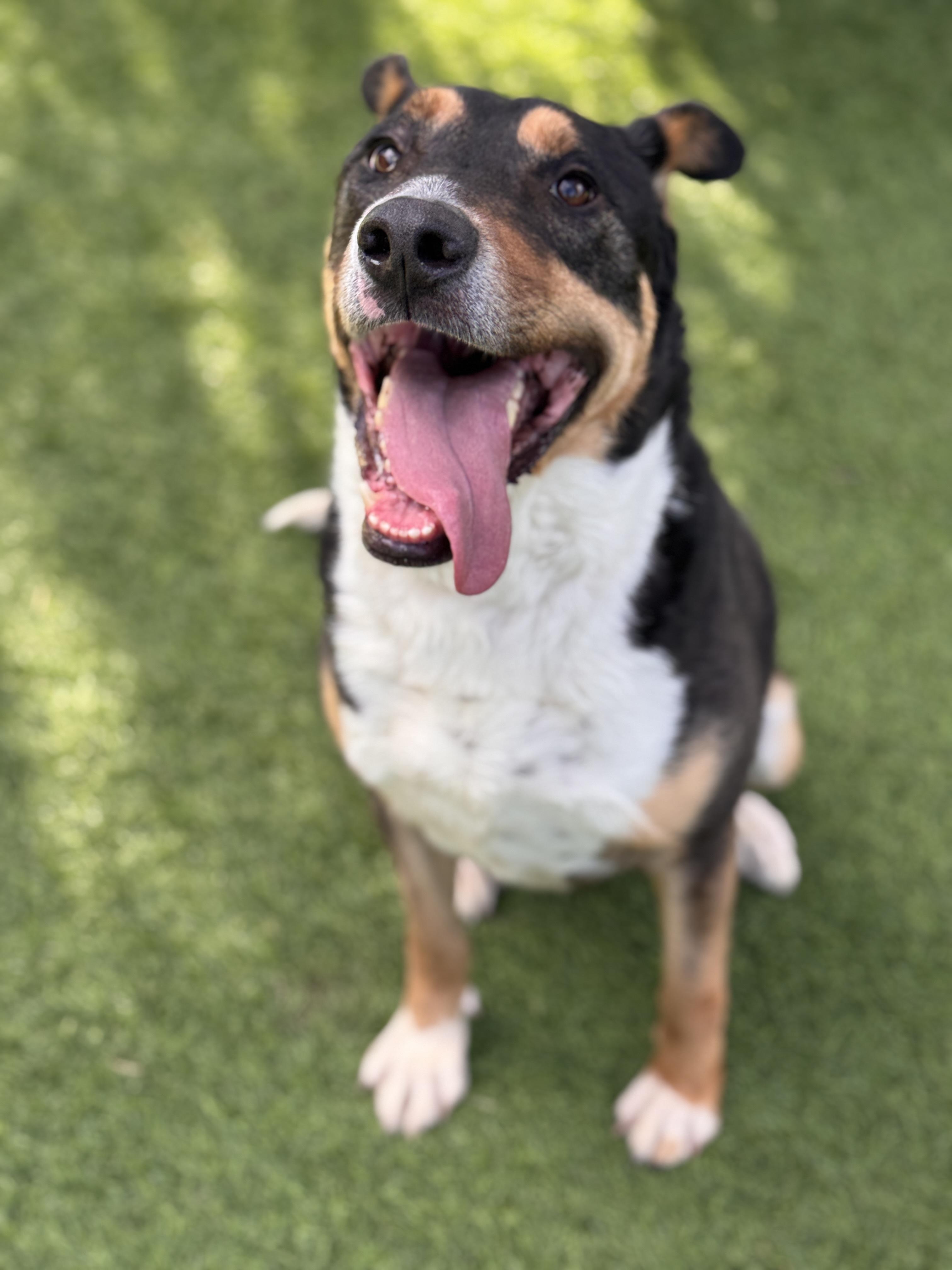 Enlarge Clark, a Adoptable mixed breed in Claremont , CA image 5/5