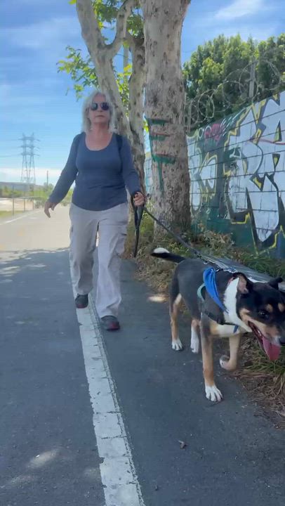Enlarge Clark, a Adoptable mixed breed in Claremont , CA video 4/6