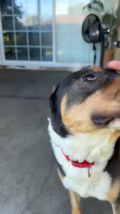 Enlarge Clark, a Adoptable mixed breed in Claremont , CA video 4/5