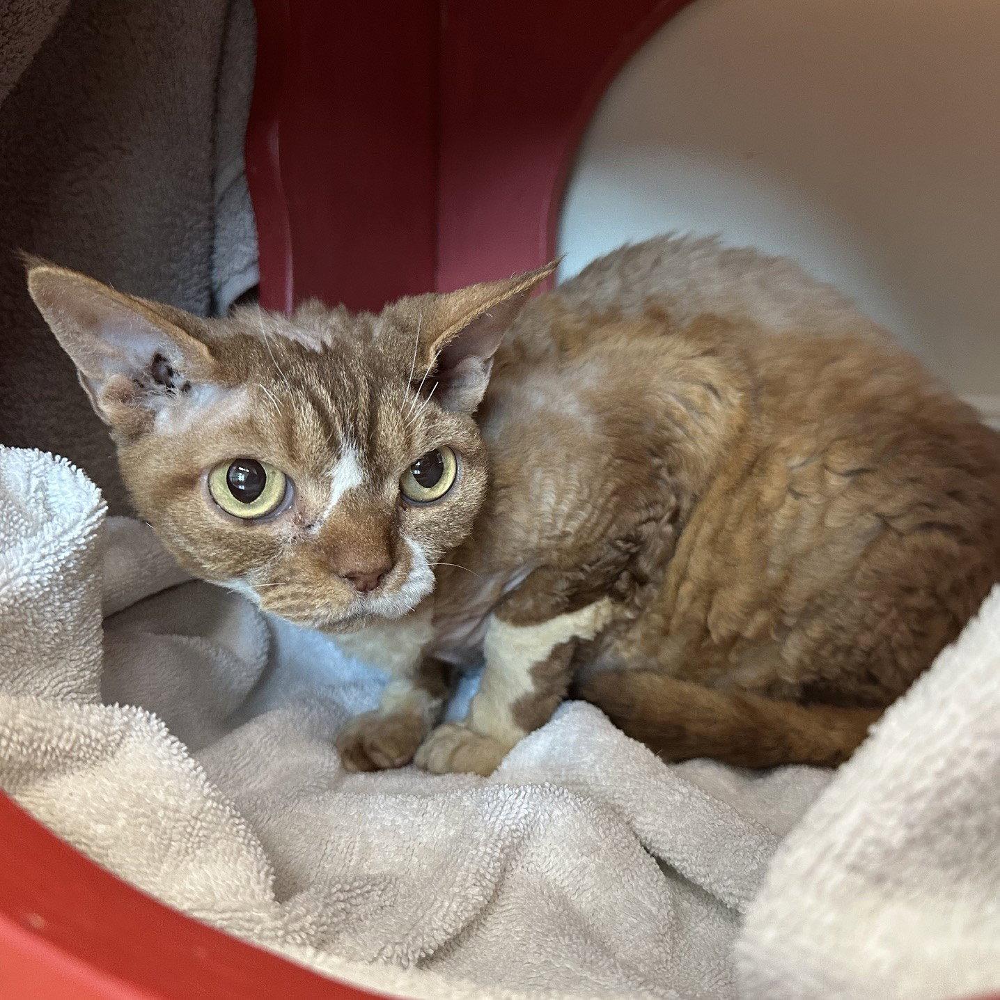Enlarge Latte, a Adopted Devon Rex in Burlingame, CA image 1/2