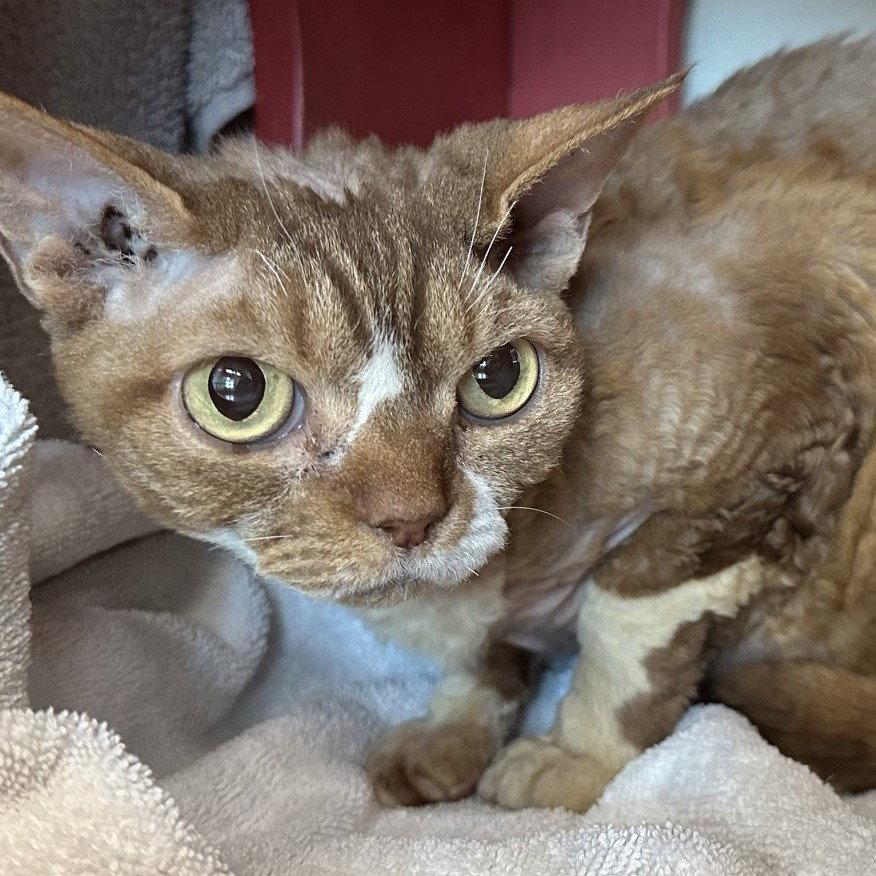 Enlarge Latte, a Adopted Devon Rex in Burlingame, CA image 2/2