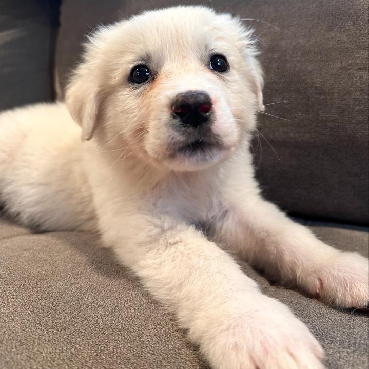 Nyx, an adopted mixed breed in Toledo, OH image 2/2
