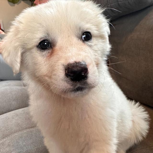 Nyx, an adopted mixed breed in Toledo, OH image 1/2