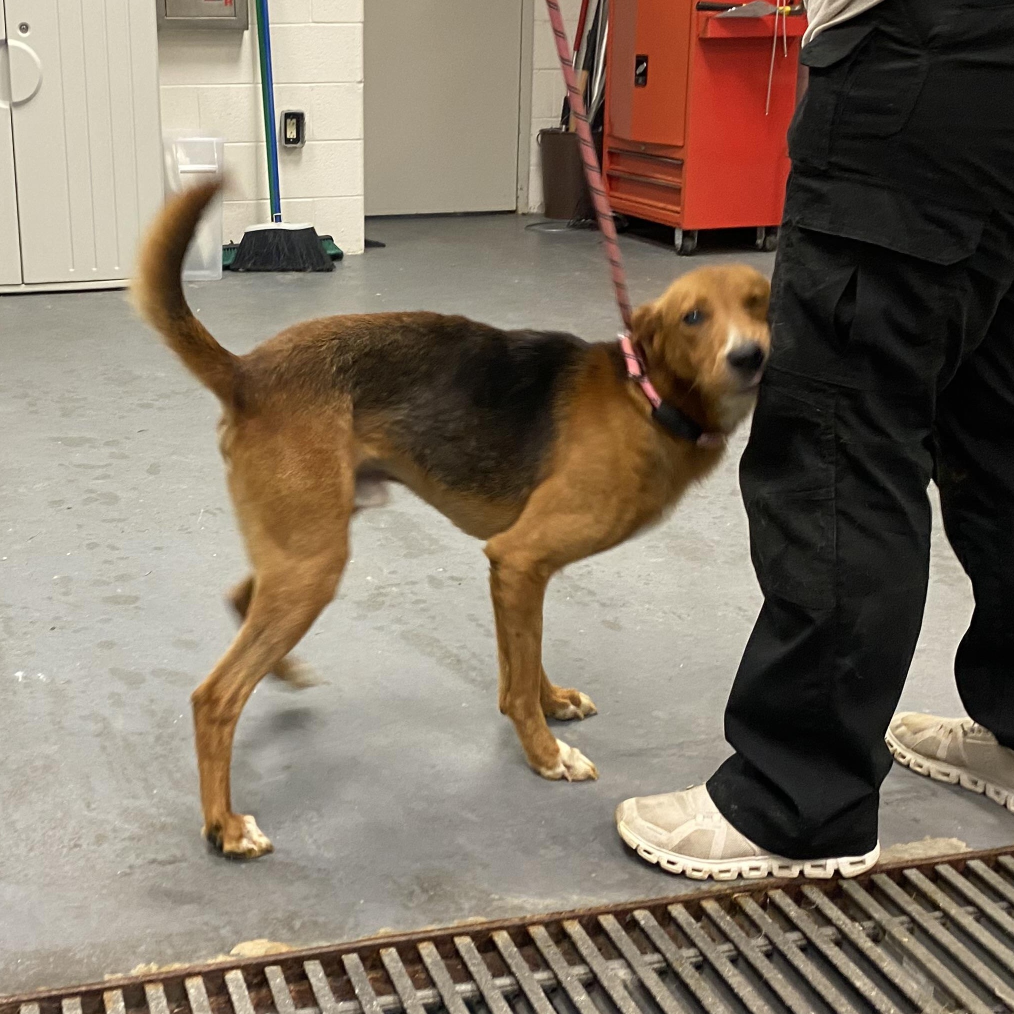 Toby, a ADOPTABLE American Foxhound in King George, VA image 5/6