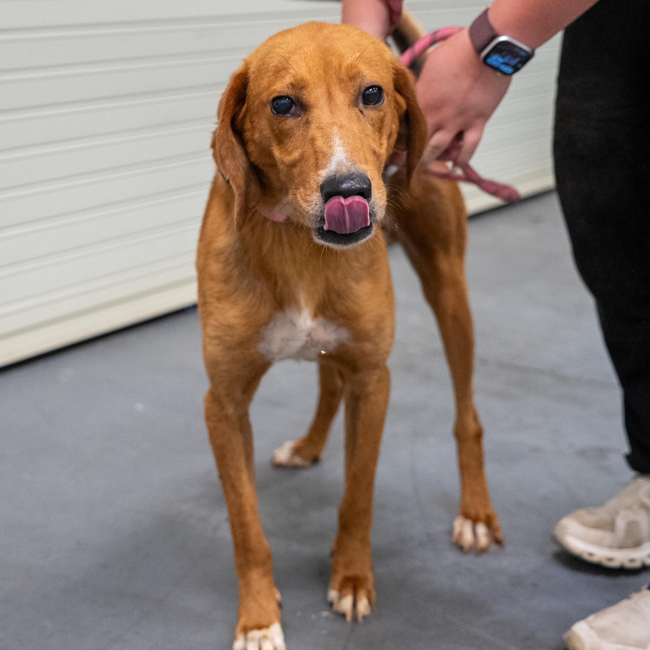Toby, ADOPTABLE, Young Male American Foxhound.