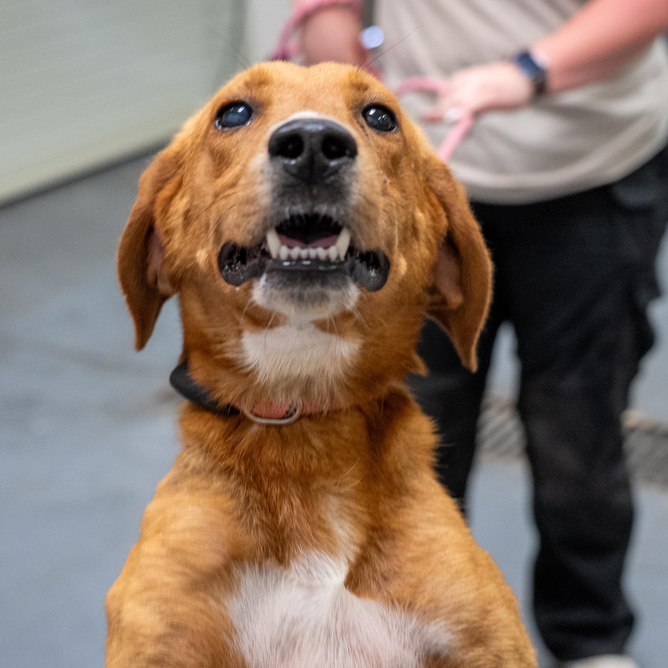 Toby, a ADOPTABLE American Foxhound in King George, VA image 4/6
