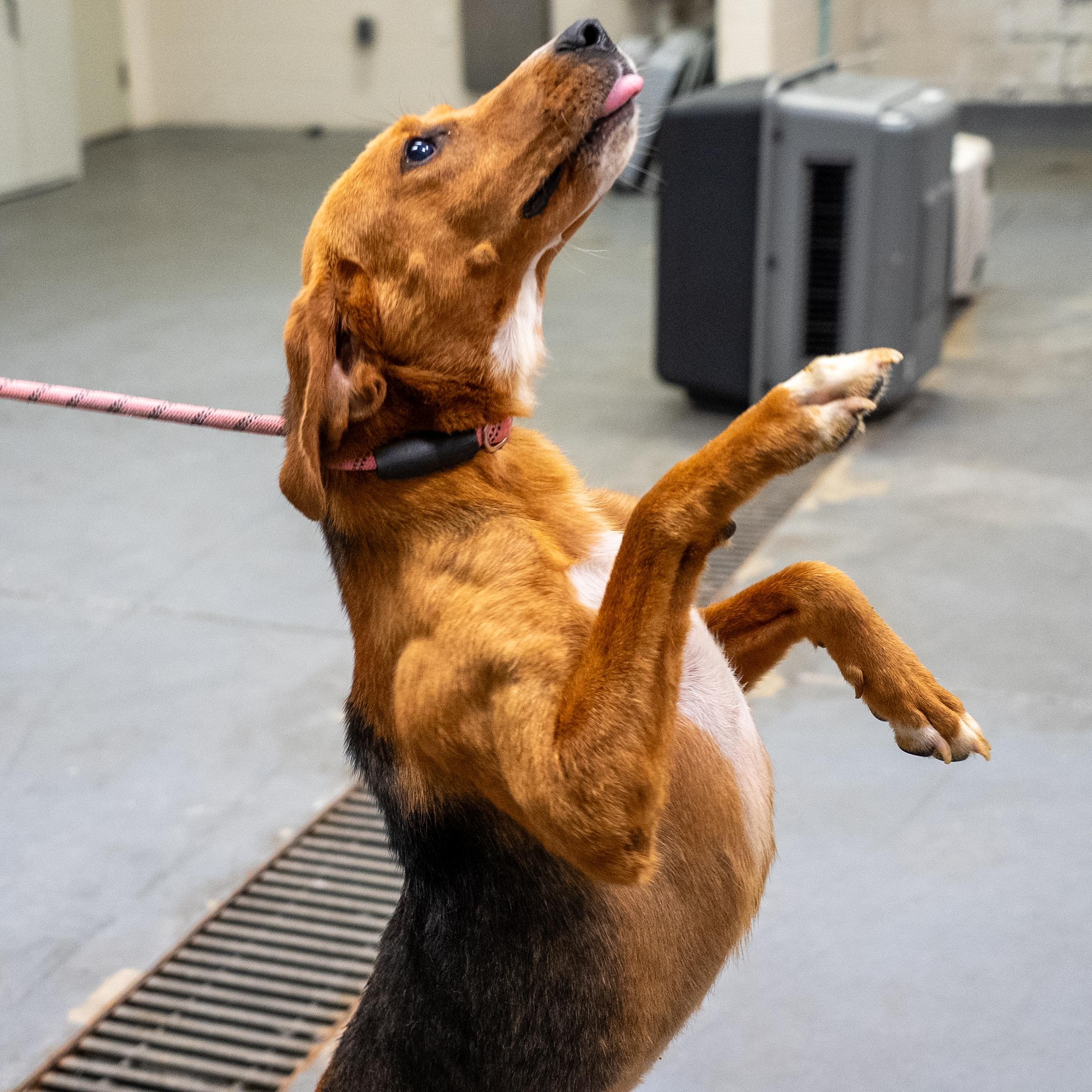 Toby, a ADOPTABLE American Foxhound in King George, VA image 2/6
