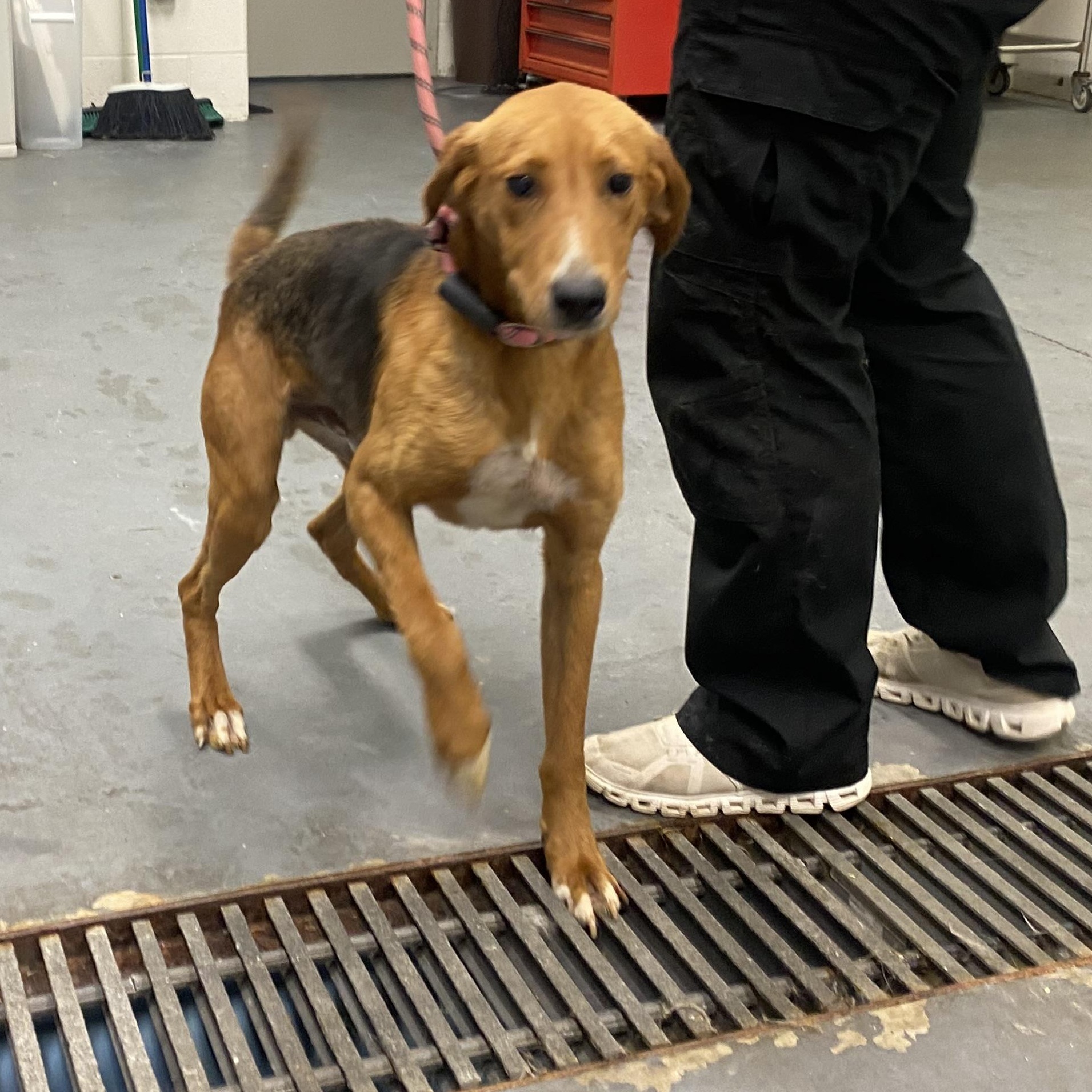 Toby, a ADOPTABLE American Foxhound in King George, VA image 3/6