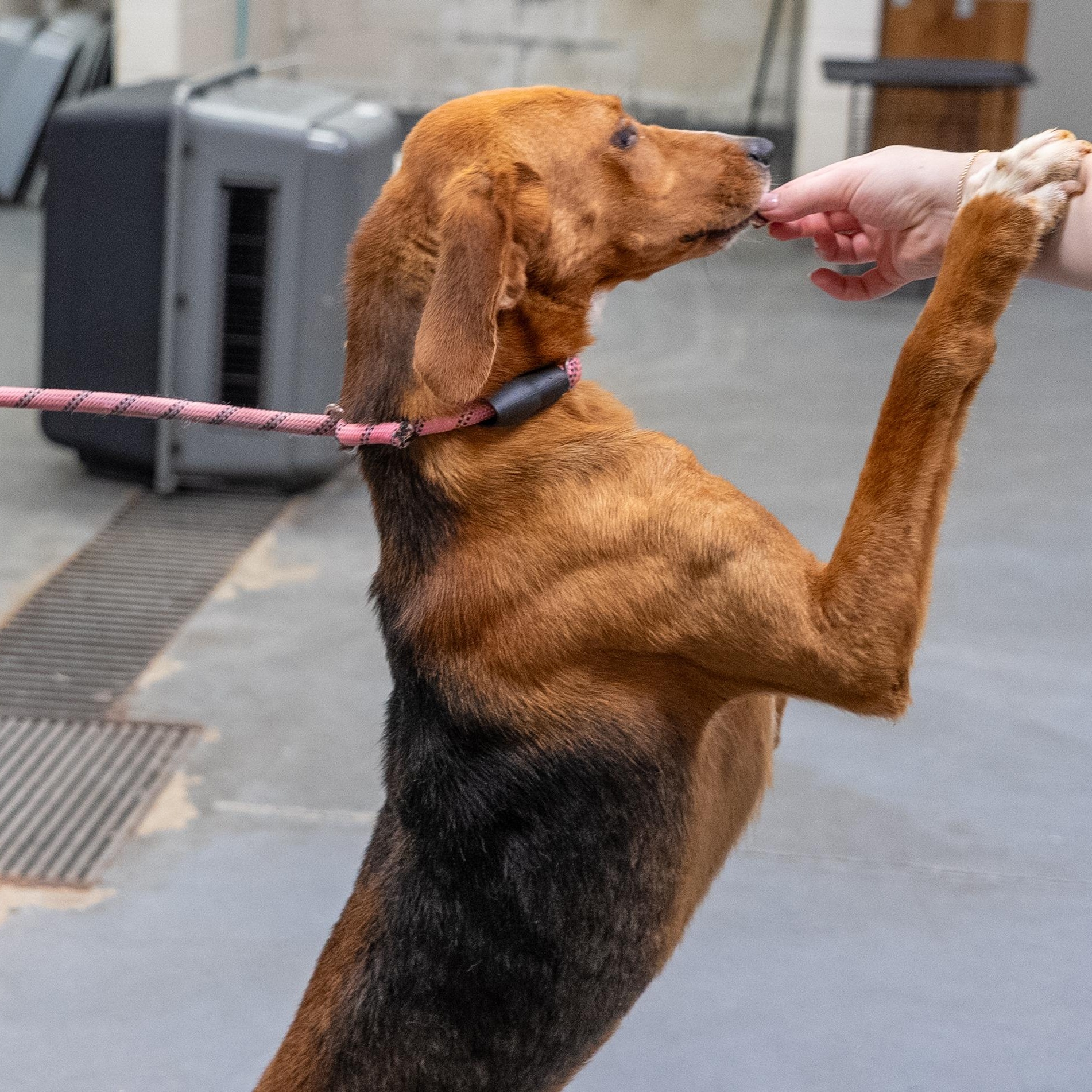 Toby, ADOPTABLE, Young Male American Foxhound.