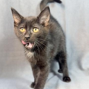 Enlarge Jade, a Adoptable Domestic Short Hair in Minneapolis, MN image 1/3