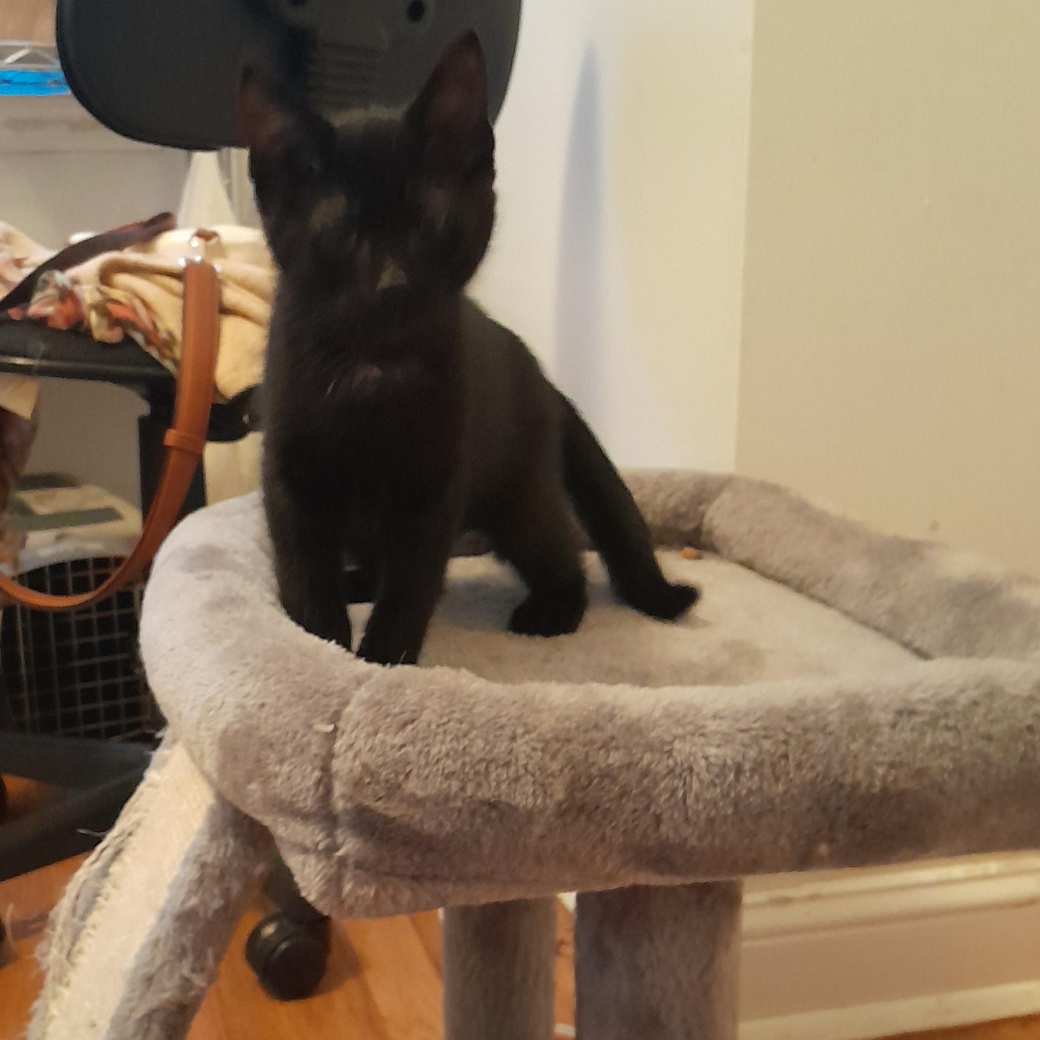 Jade, Adoptable, Young Female Domestic Short Hair.