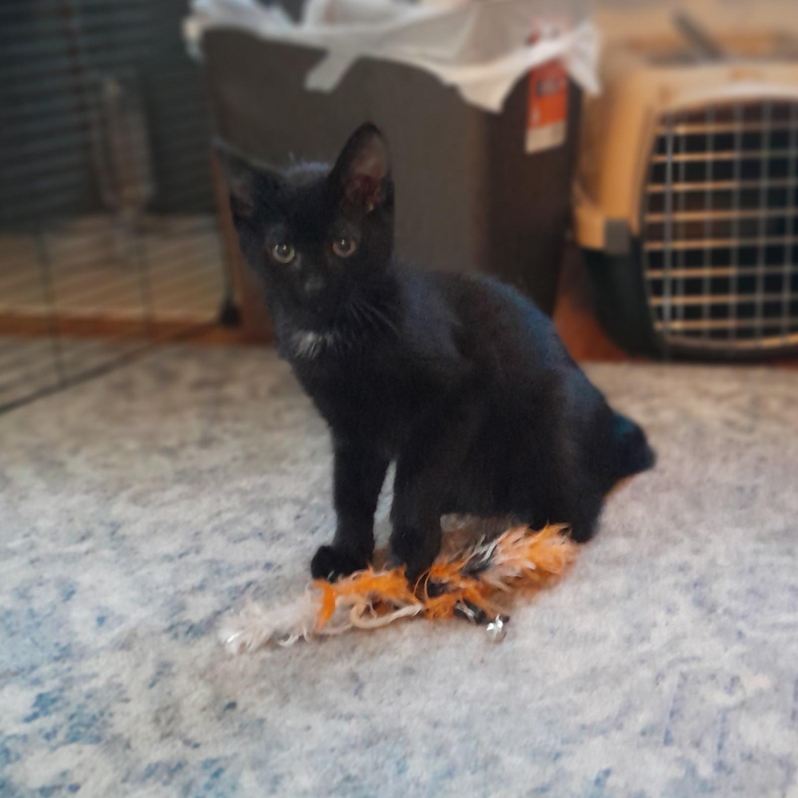 Enlarge Jade, a Adoptable Domestic Short Hair in Minneapolis, MN image 2/2