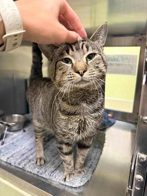 Enlarge TOM, a Adoptable Domestic Short Hair in Fort Myers, FL image 1/1