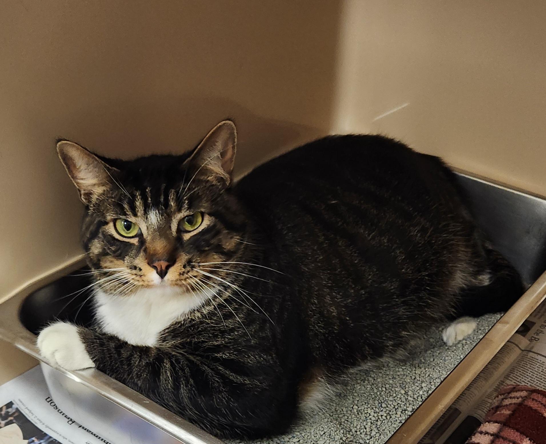 Paco, ADOPTABLE, Adult Male Domestic Short Hair.