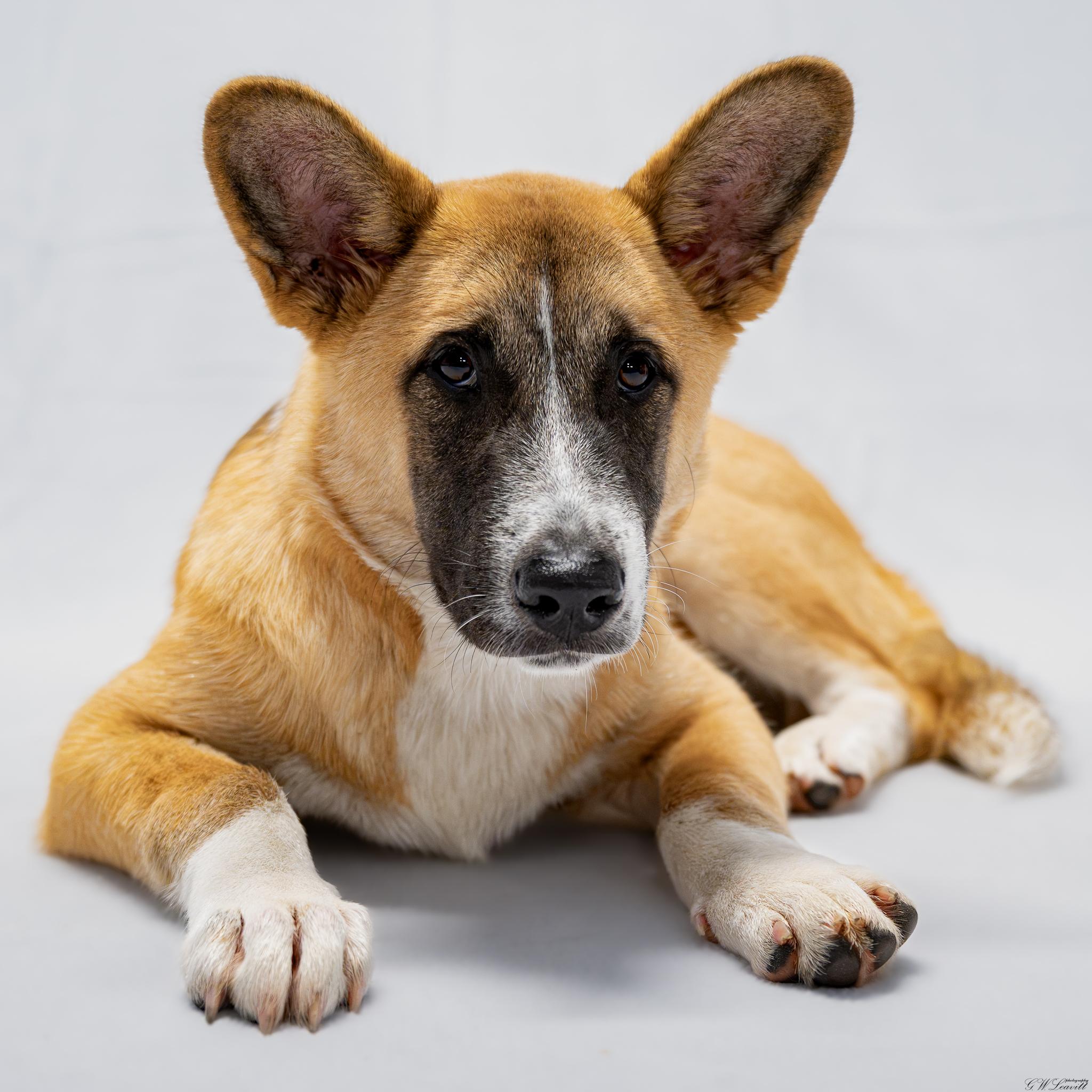 Enlarge Enzo, a Adopted mixed breed in Argyle, NY image 1/6