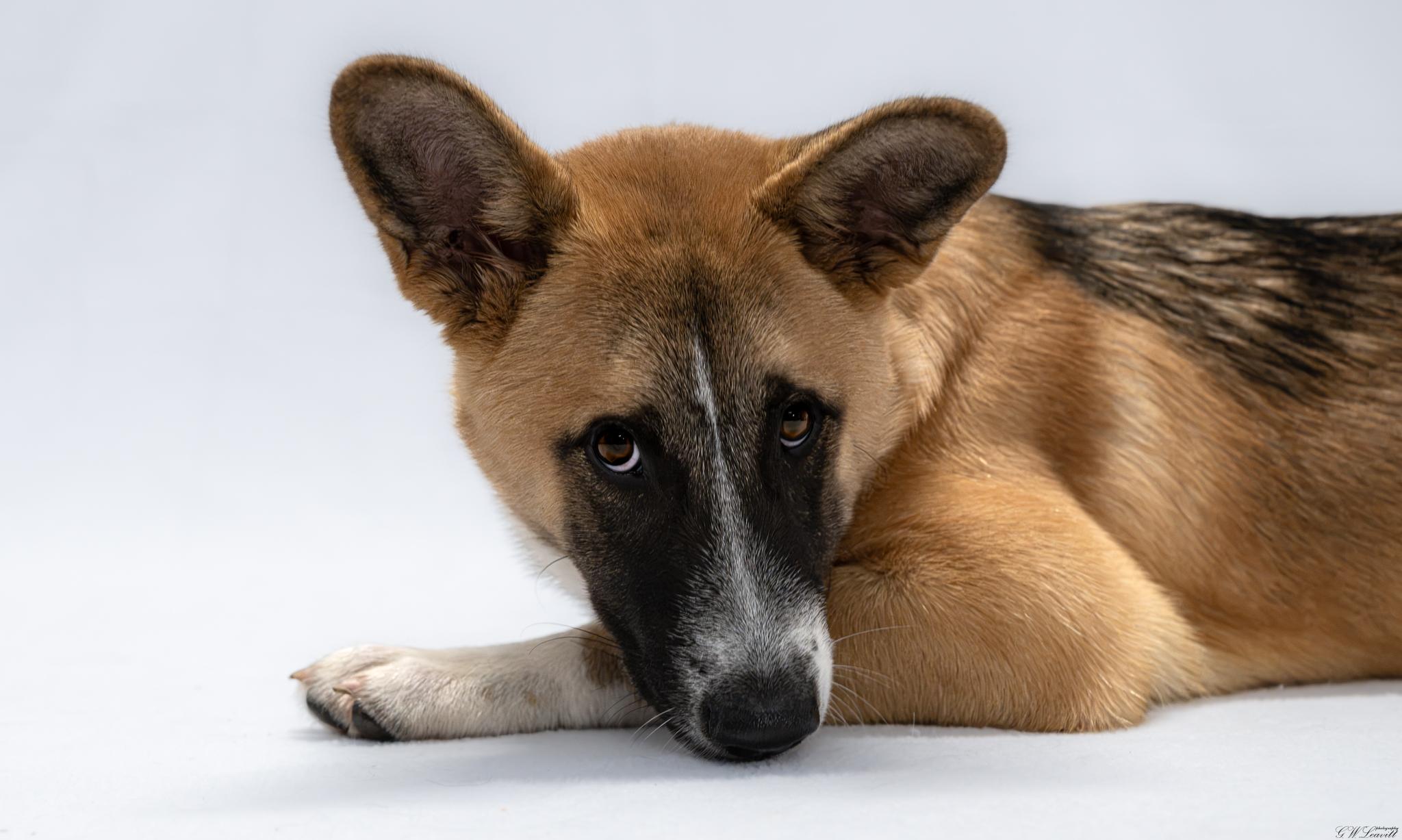 Enlarge Enzo, a Adopted mixed breed in Argyle, NY image 3/6