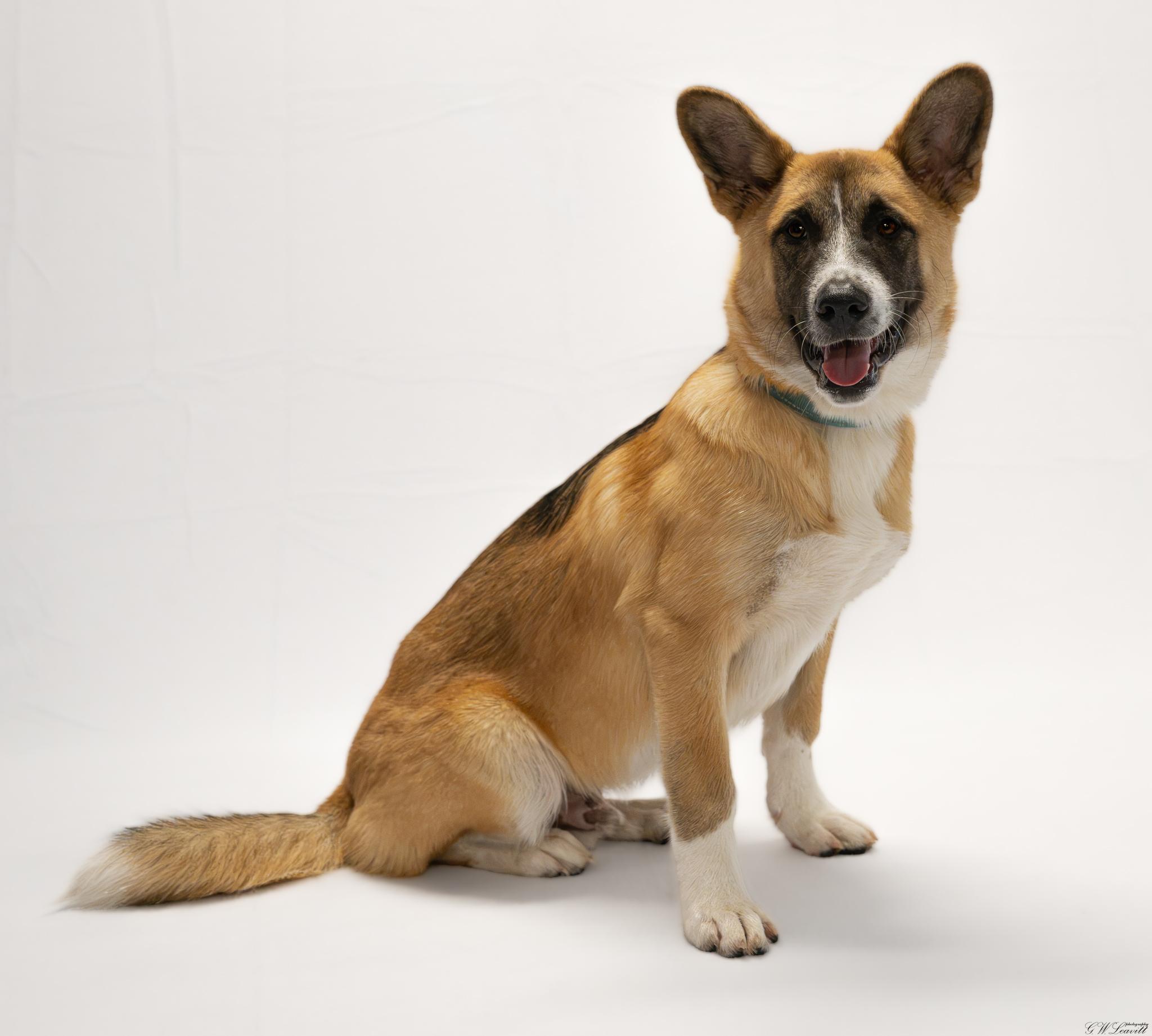 Enlarge Enzo, a Adopted mixed breed in Argyle, NY image 2/6