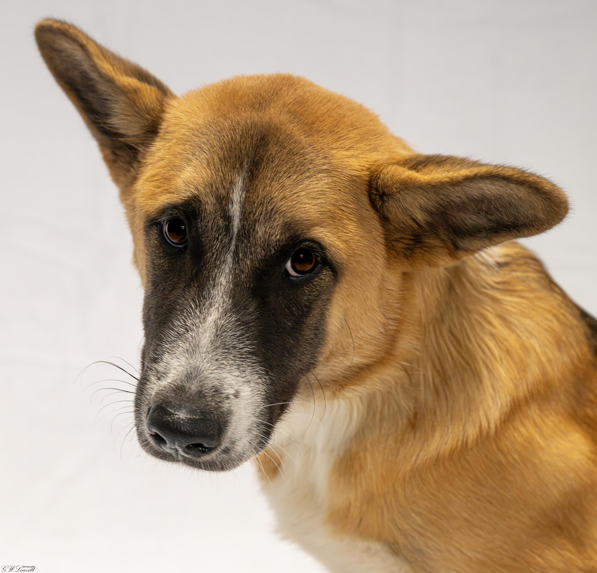 Enlarge Enzo, a Adopted mixed breed in Argyle, NY image 4/6