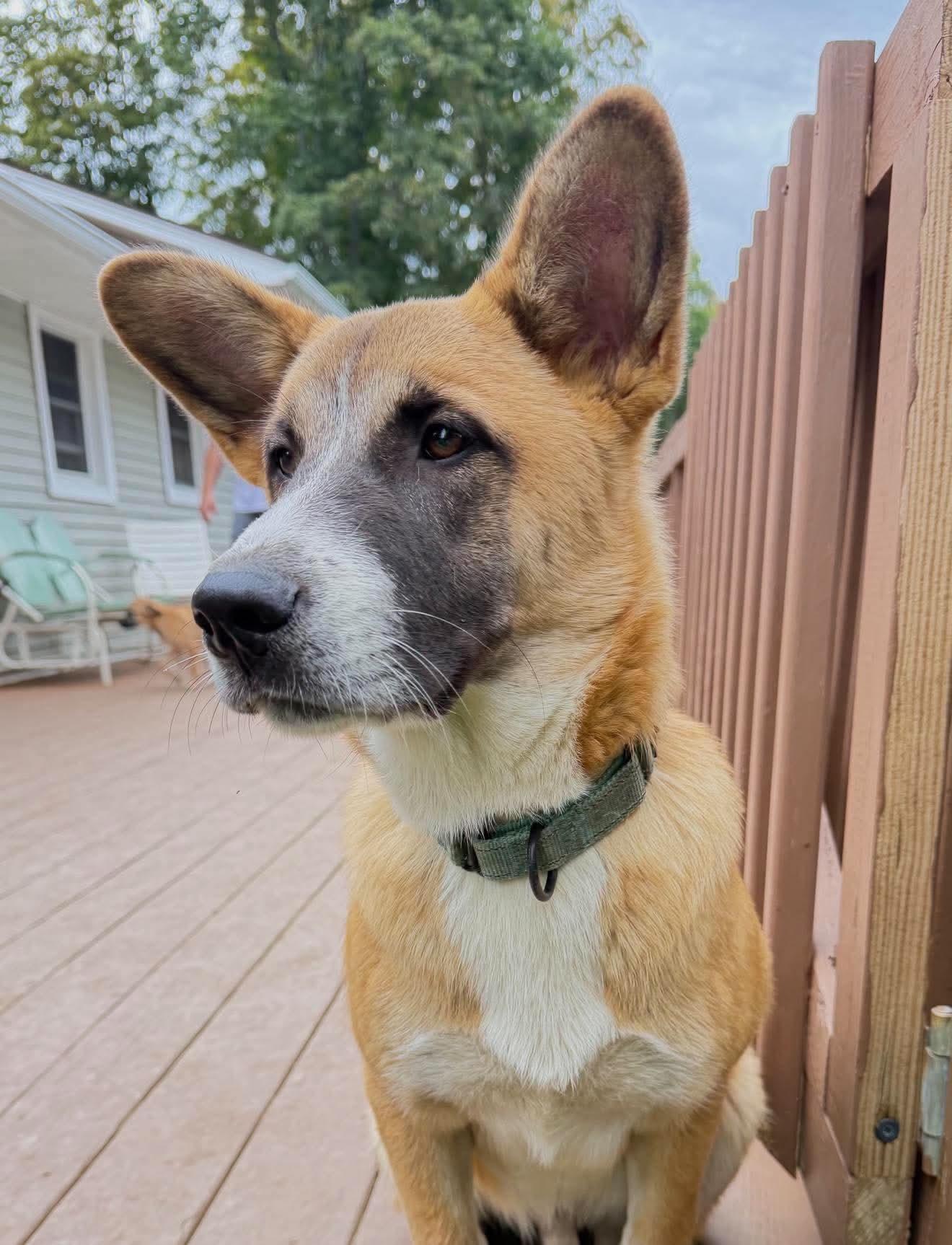 Enlarge Enzo, a Adopted mixed breed in Argyle, NY image 5/6