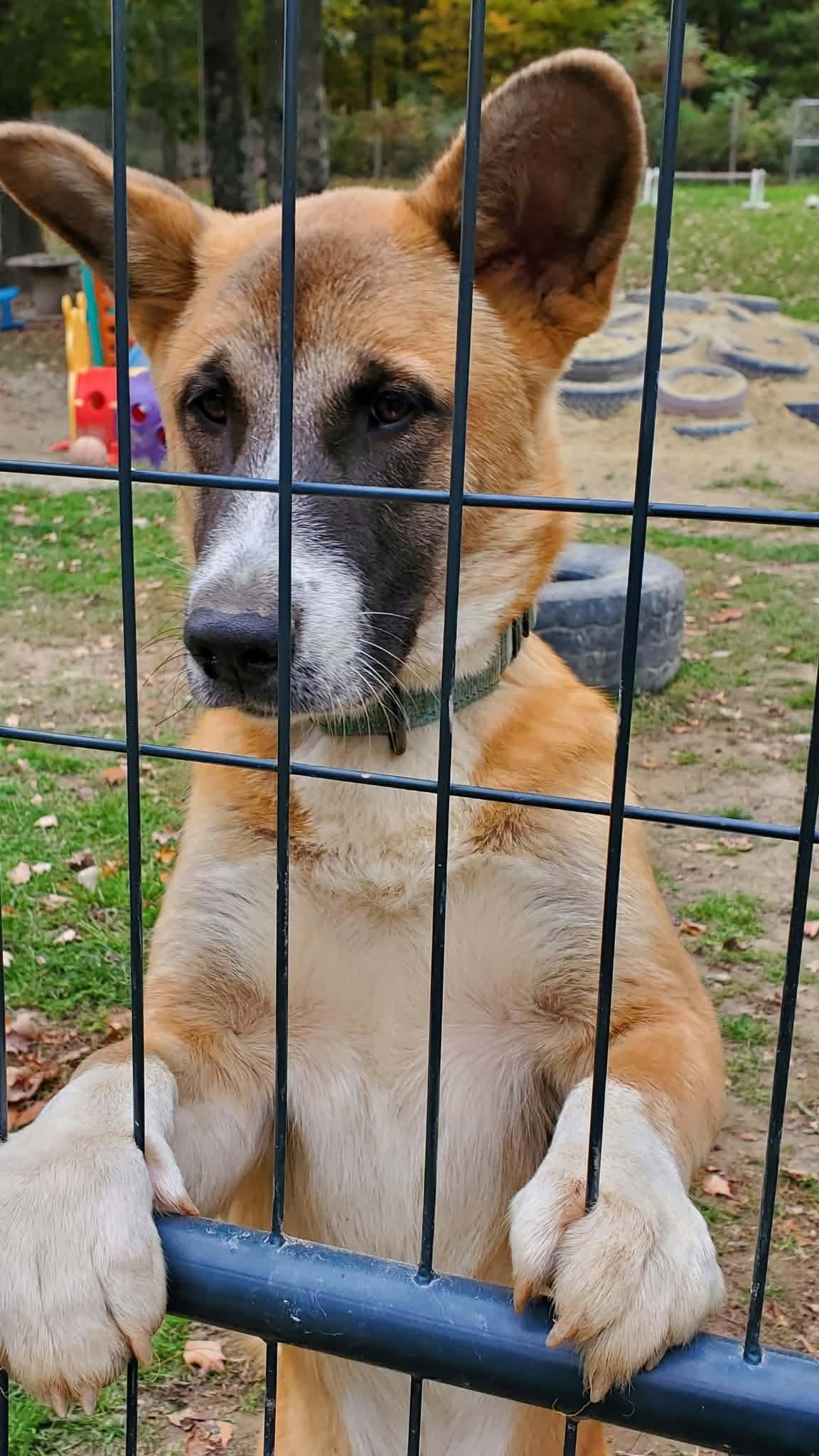 Enlarge Enzo, a Adopted mixed breed in Argyle, NY image 6/6