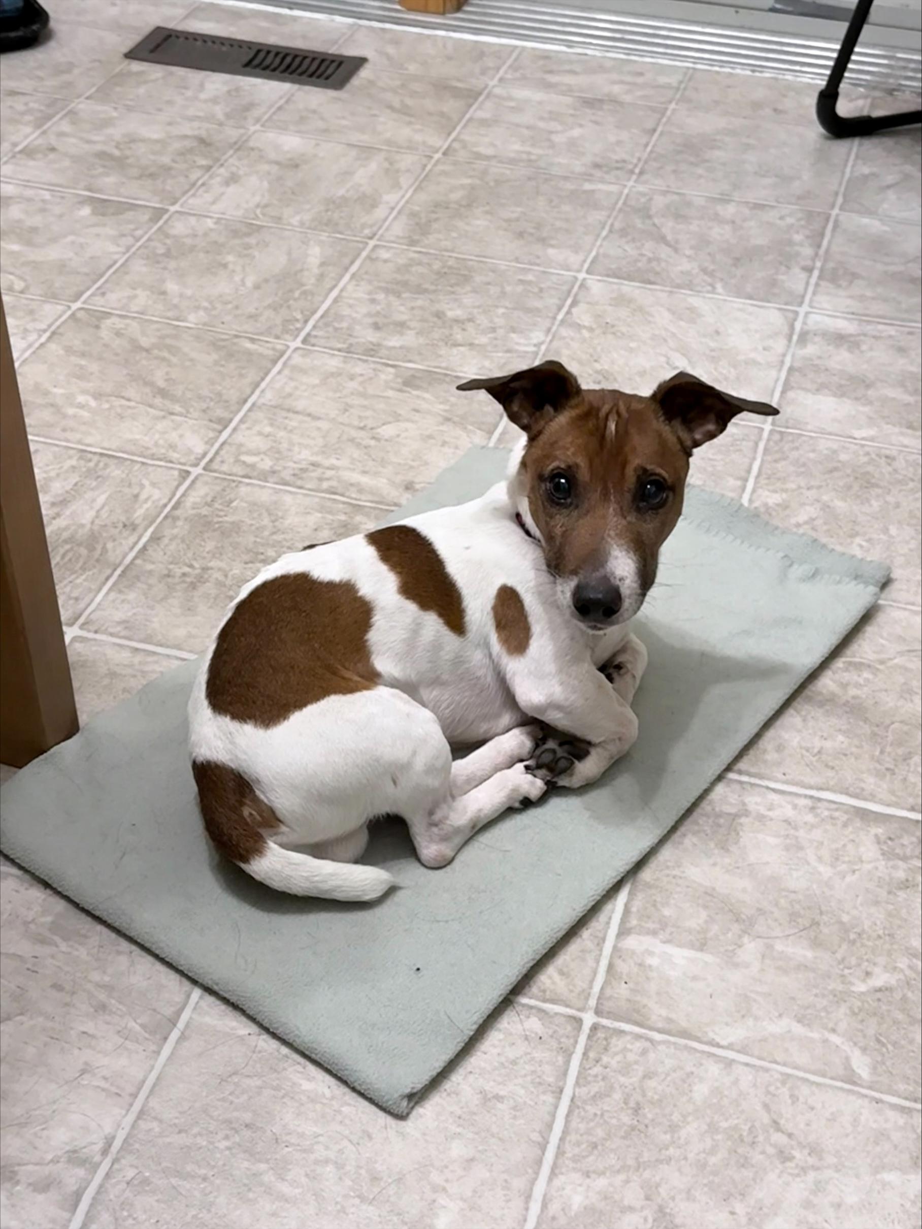 Enlarge Murphy, a ADOPTABLE mixed breed in Winnipeg, MB image 5/6