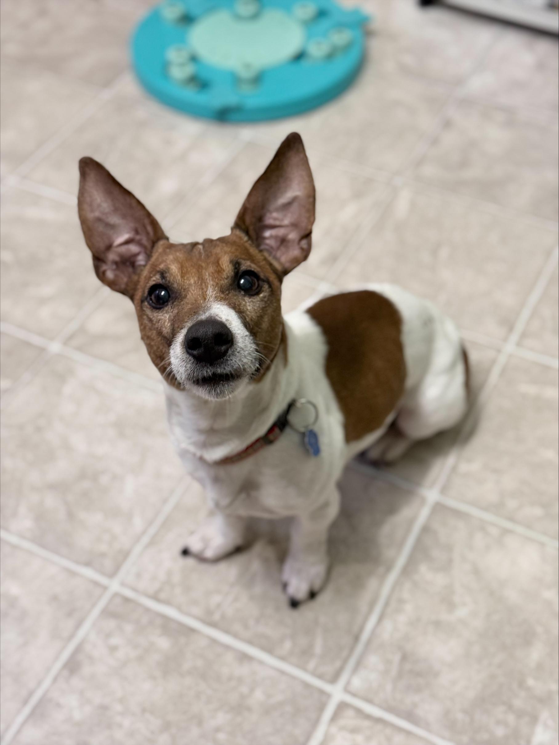 Enlarge Murphy, a ADOPTABLE mixed breed in Winnipeg, MB image 3/6