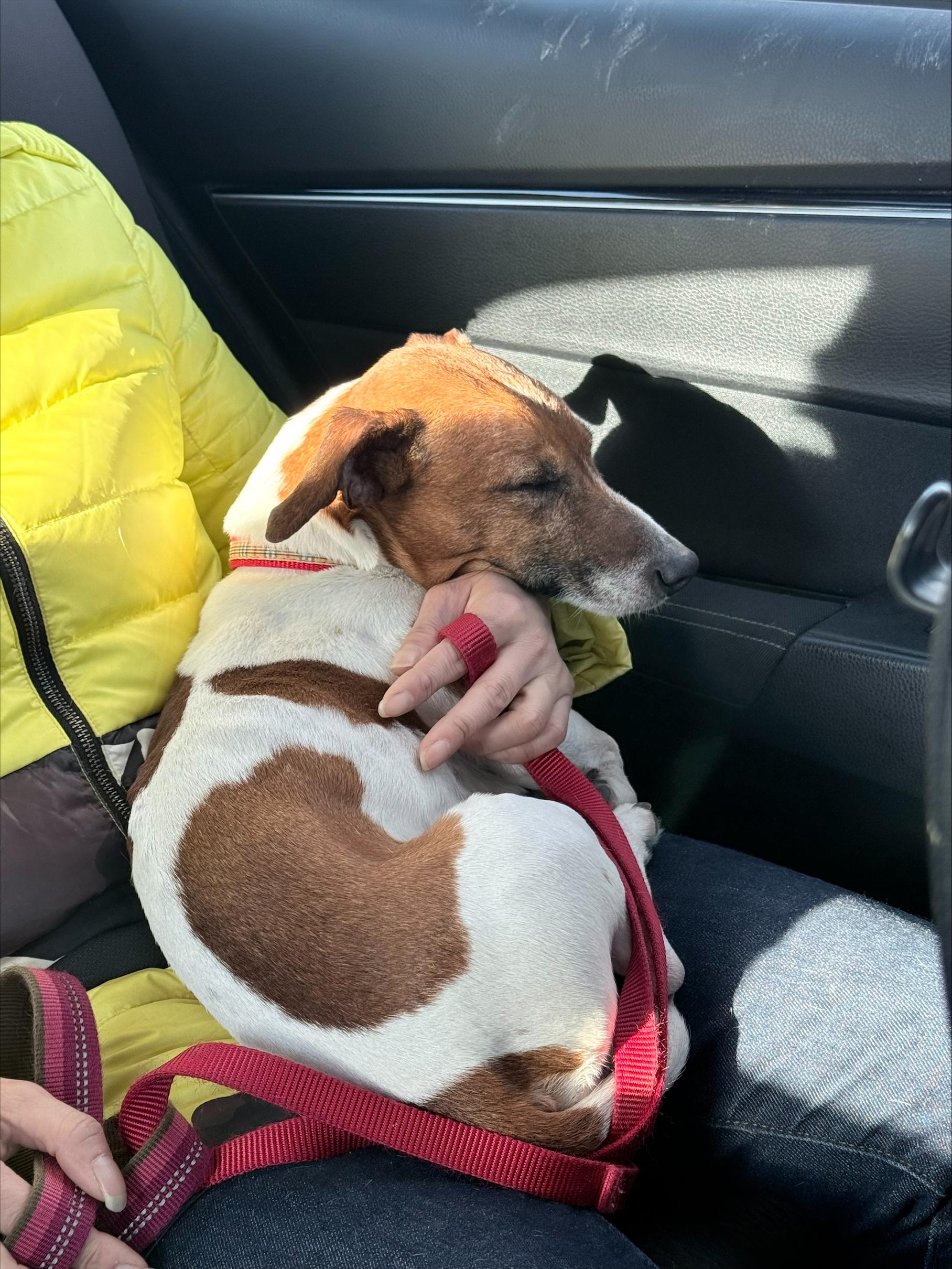 Enlarge Murphy, a ADOPTABLE mixed breed in Winnipeg, MB image 1/6