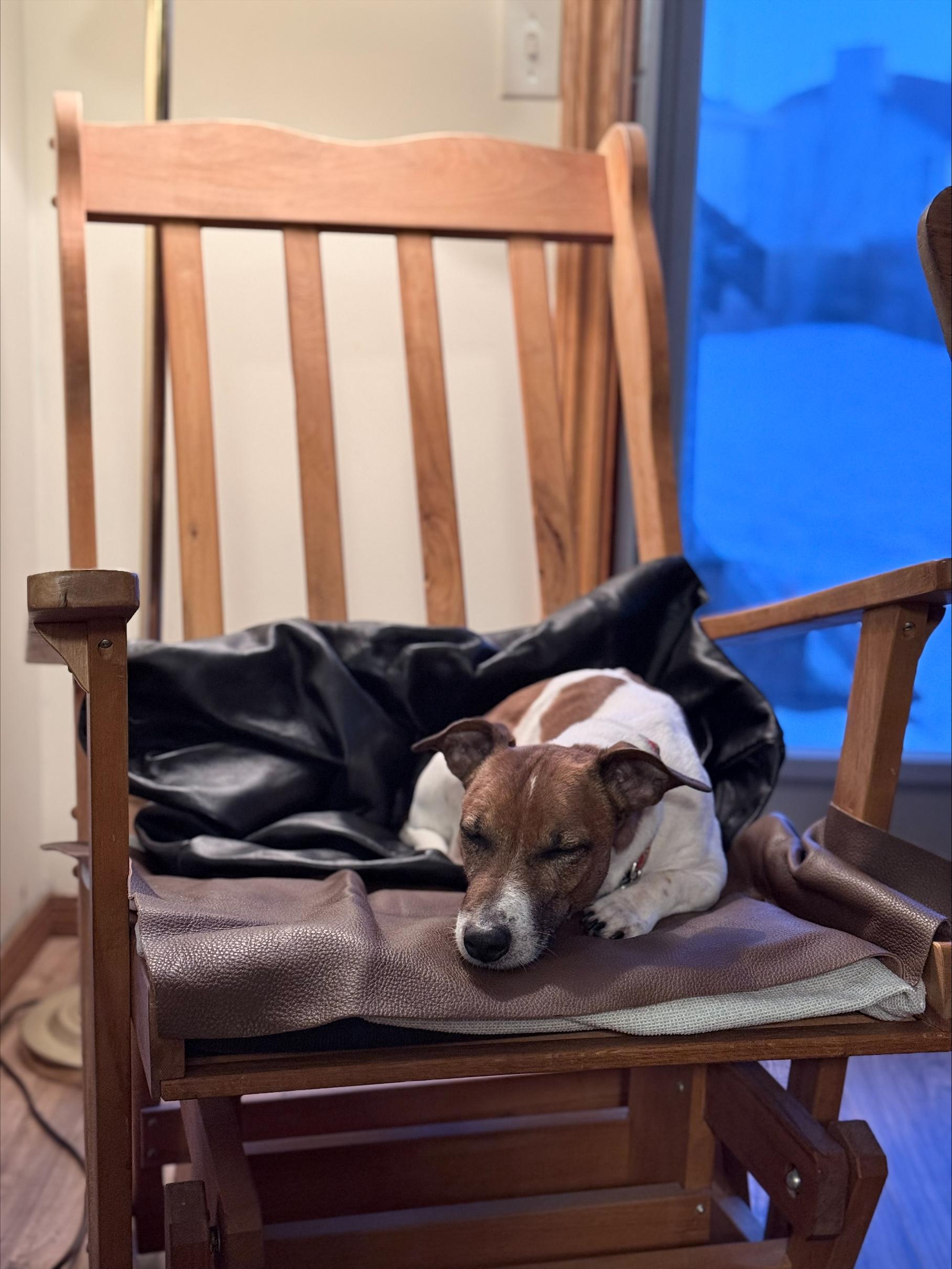 Enlarge Murphy, a ADOPTABLE mixed breed in Winnipeg, MB image 4/6