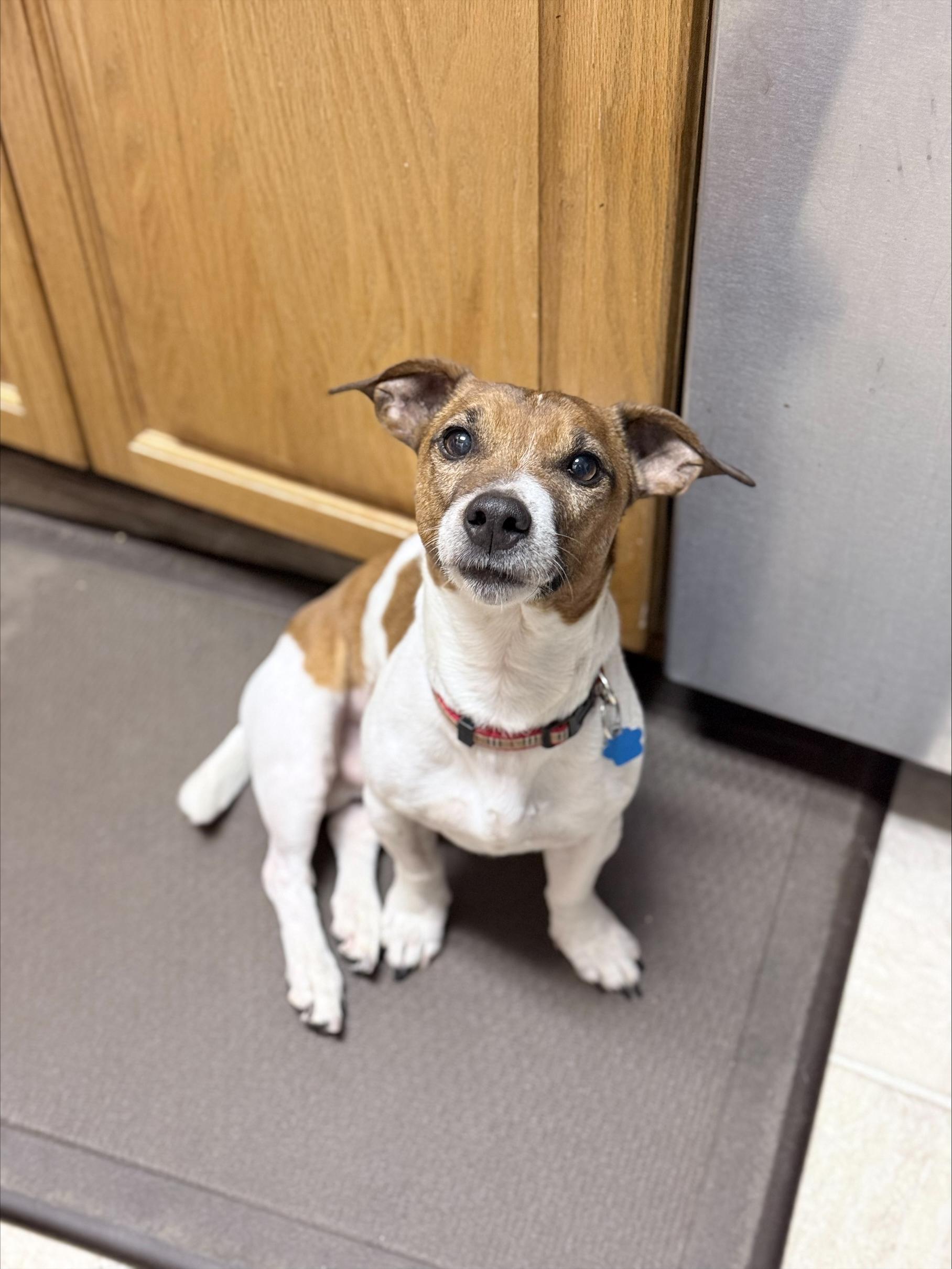 Enlarge Murphy, a ADOPTABLE mixed breed in Winnipeg, MB image 2/6