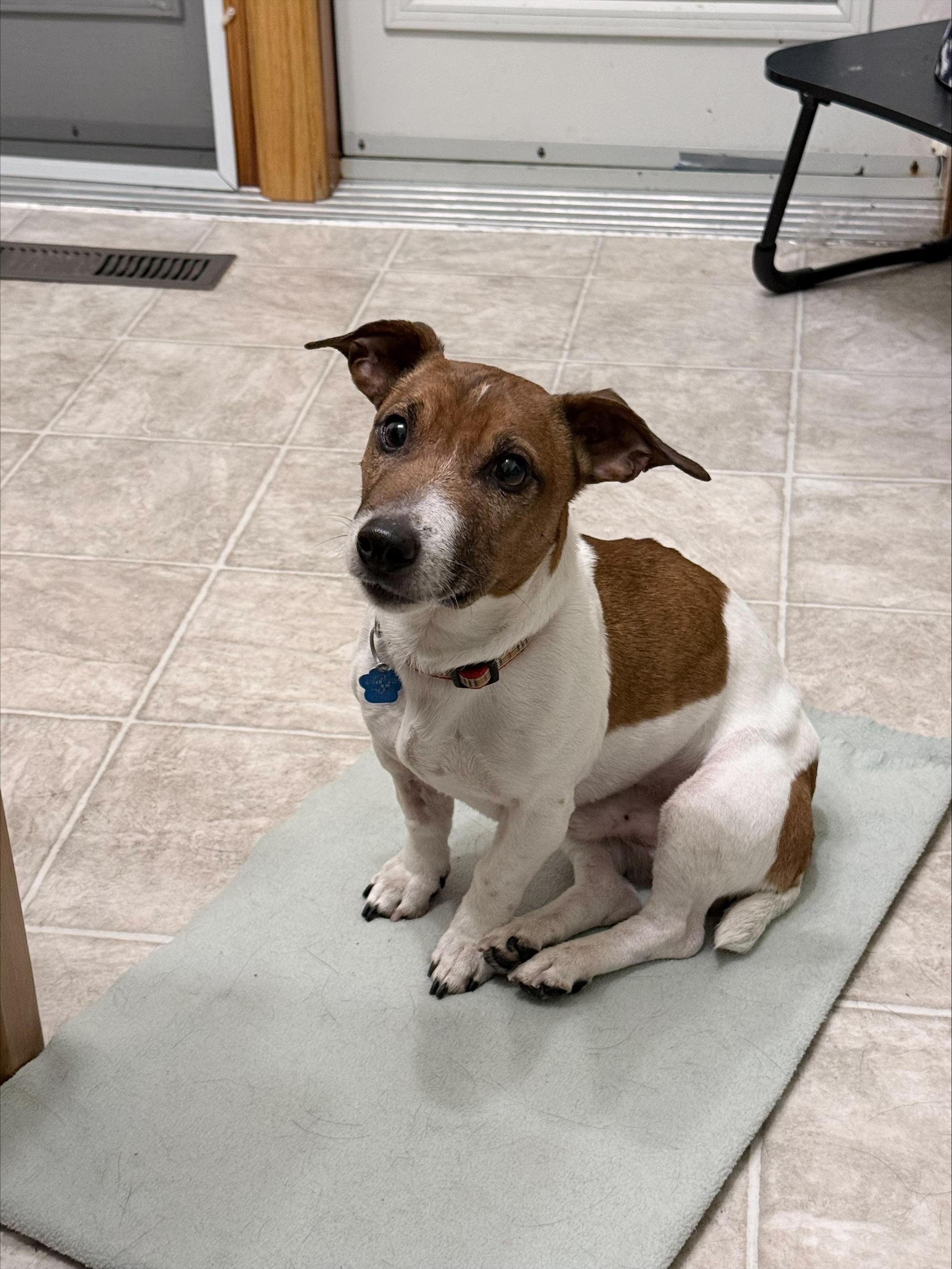 Enlarge Murphy, a ADOPTABLE mixed breed in Winnipeg, MB image 6/6