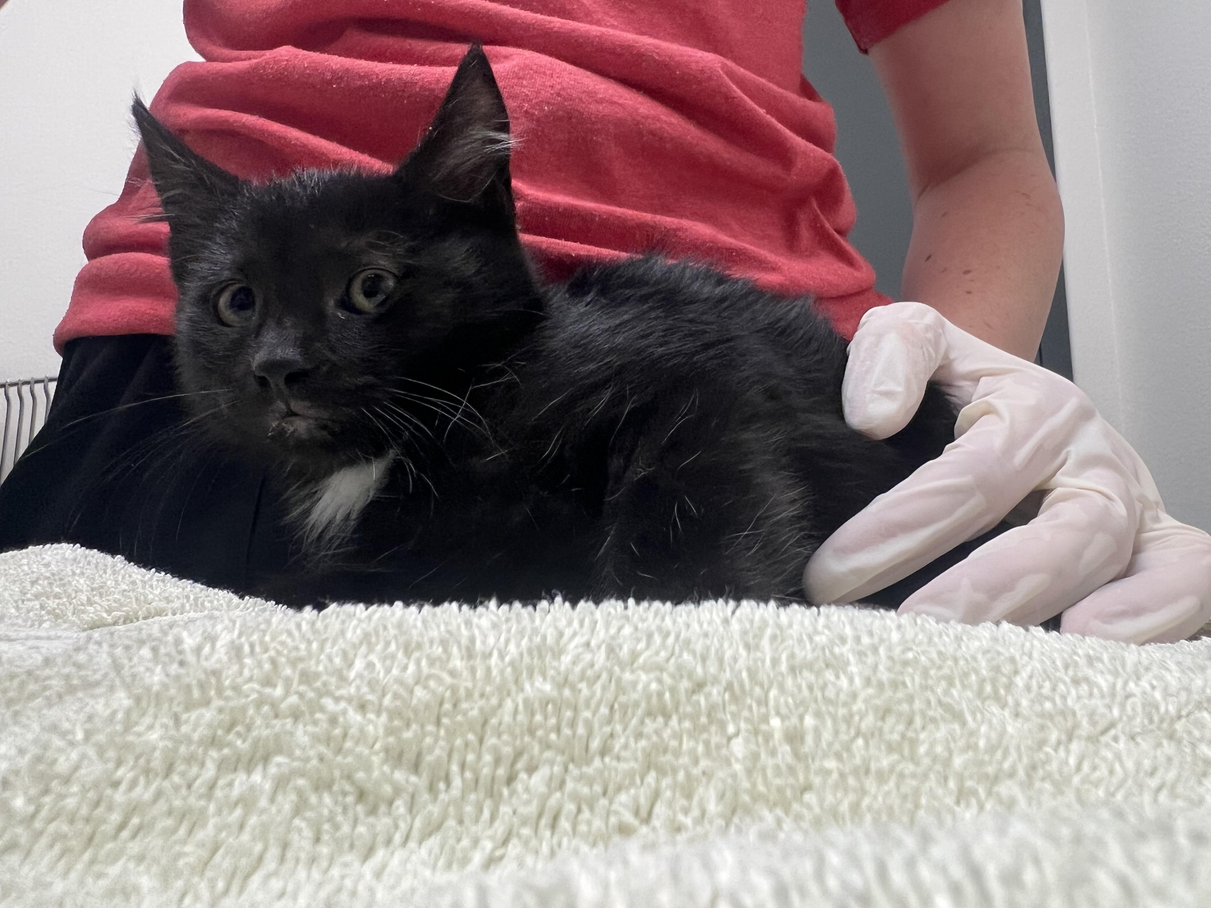 Frito, Adoptable, Kitten Male Domestic Short Hair.