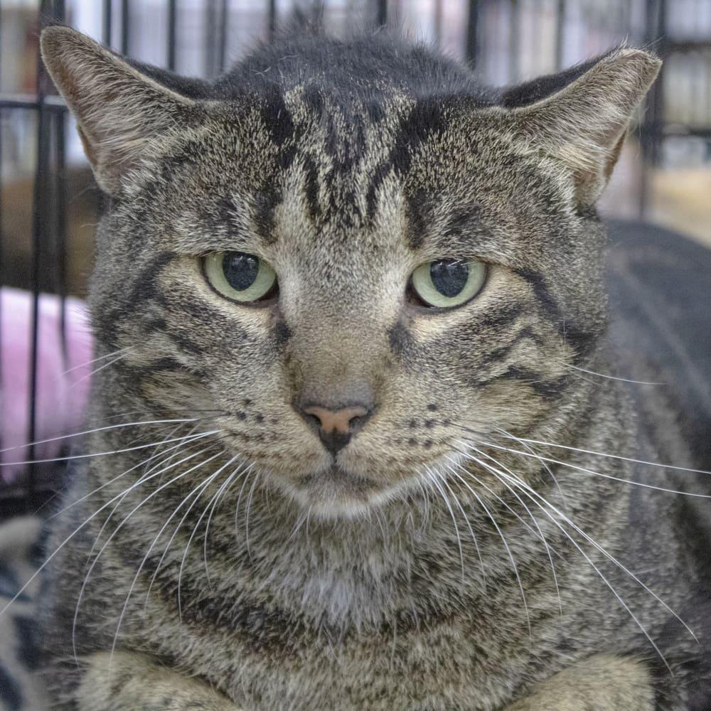 Enlarge Kringle, a Adoptable Domestic Short Hair in Tampa, FL image 1/3