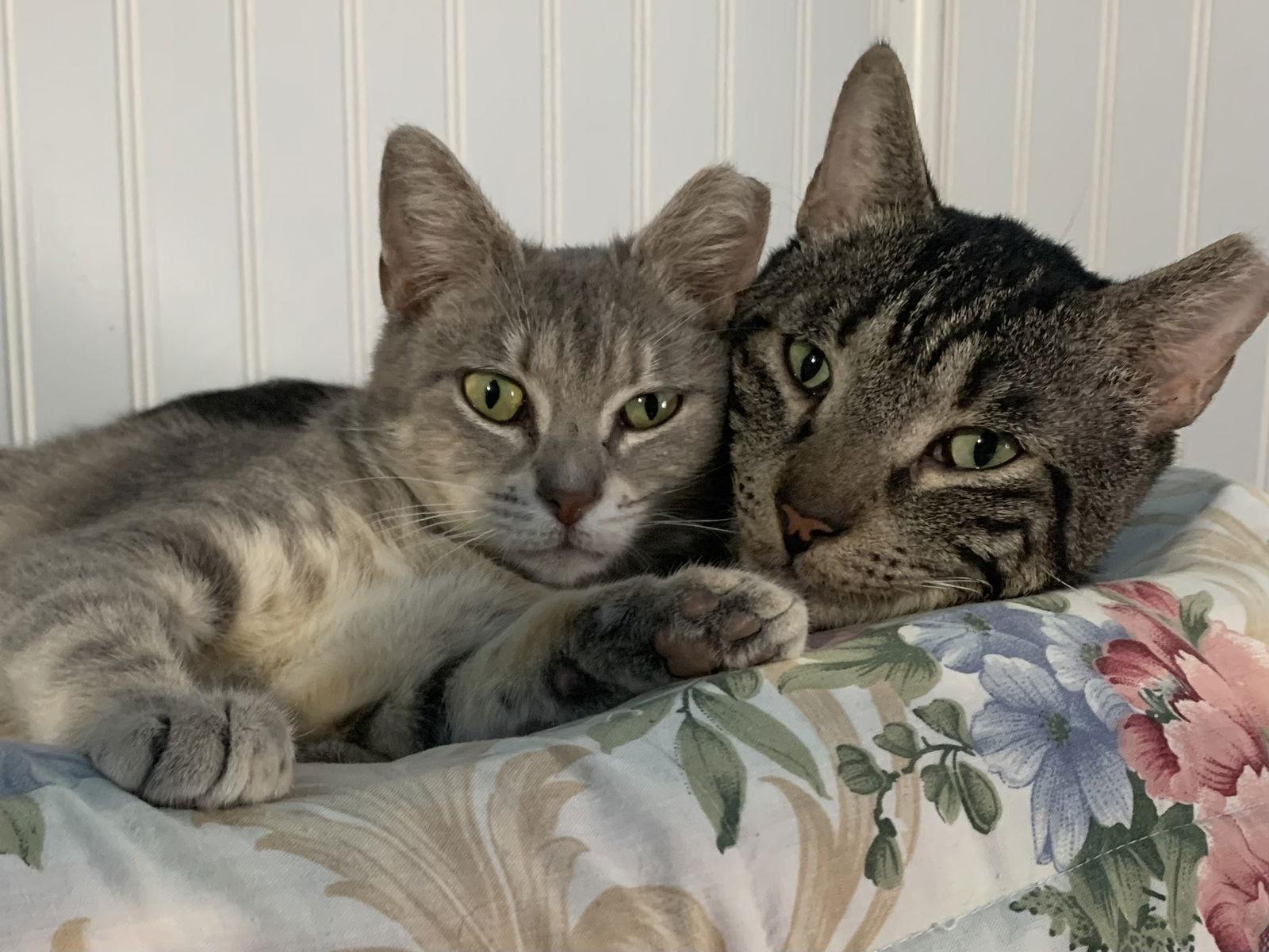 Enlarge Kringle, a Adoptable Domestic Short Hair in Tampa, FL image 2/3