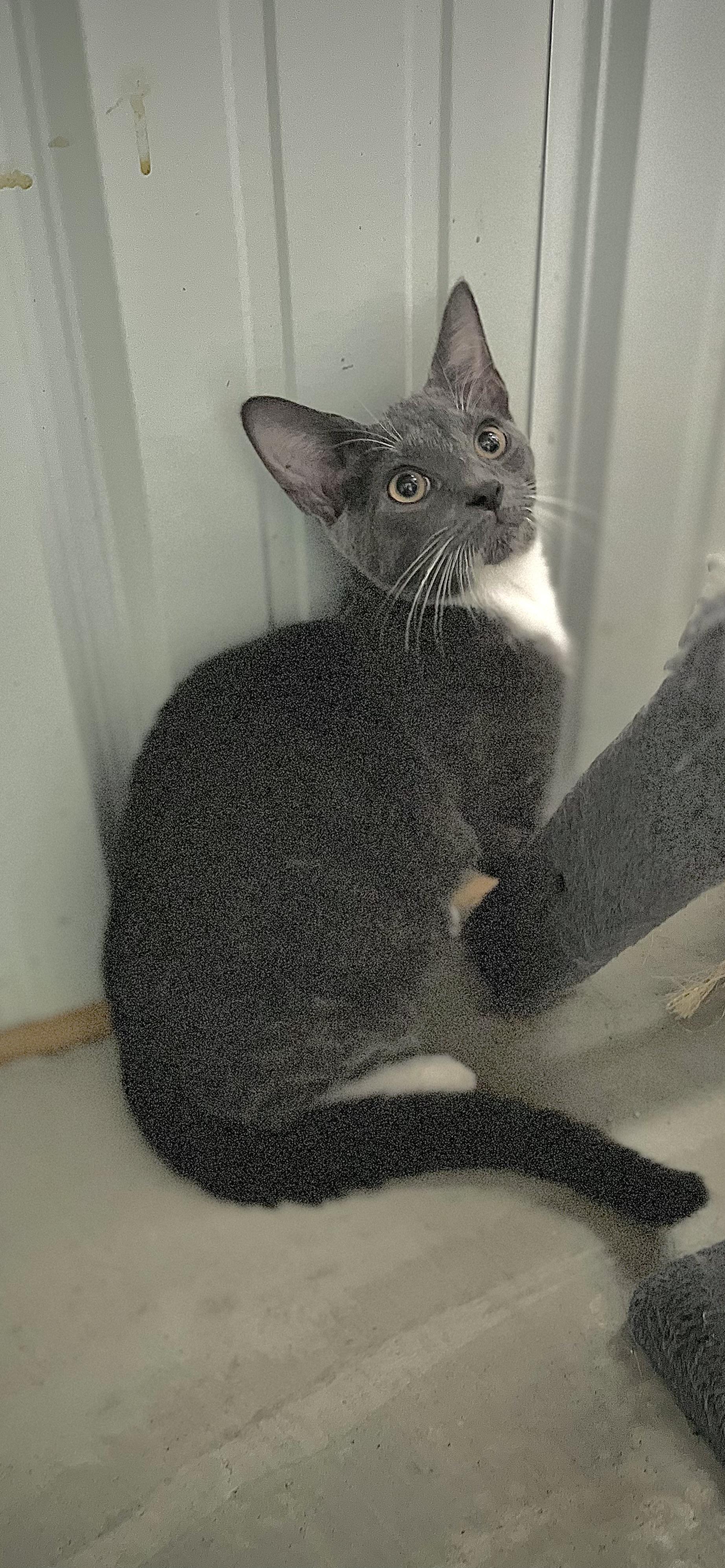 Enlarge Cosmo, a Adoptable Domestic Short Hair in Nashville, TN image 1/1