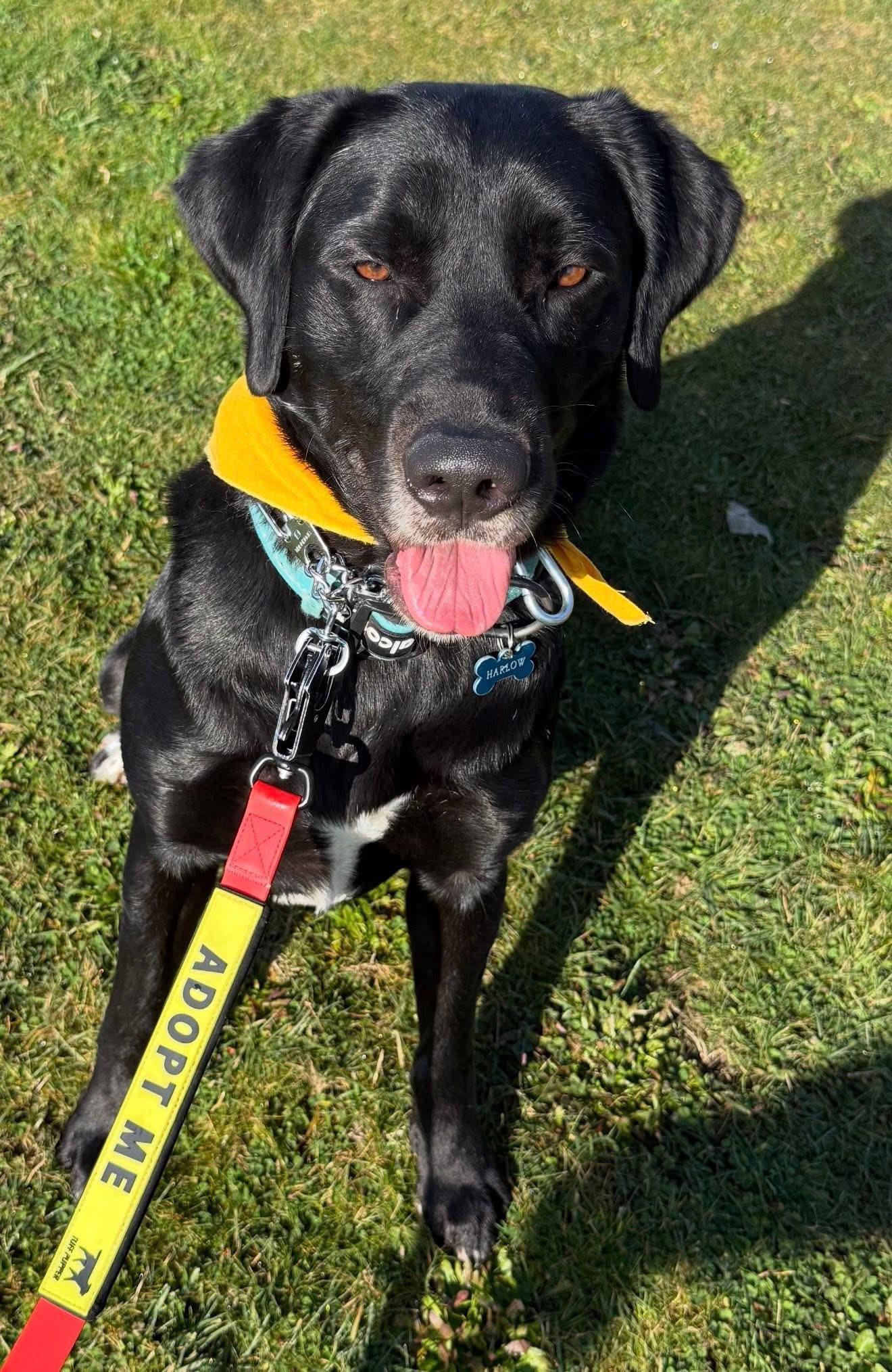 Enlarge Harlow, a ADOPTABLE mixed breed in North Bend, OR image 1/1